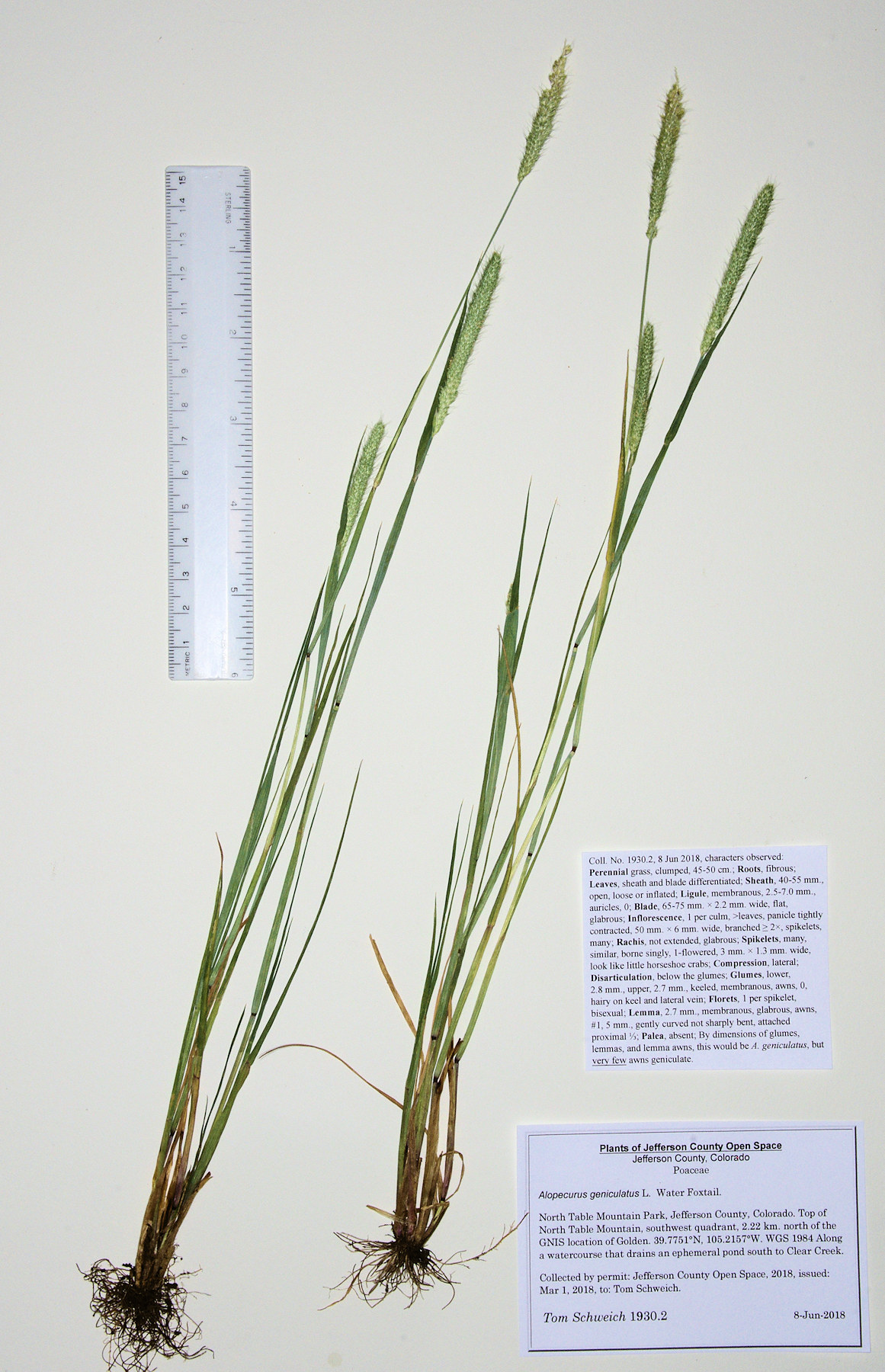 Poaceae Alopecurus geniculatus