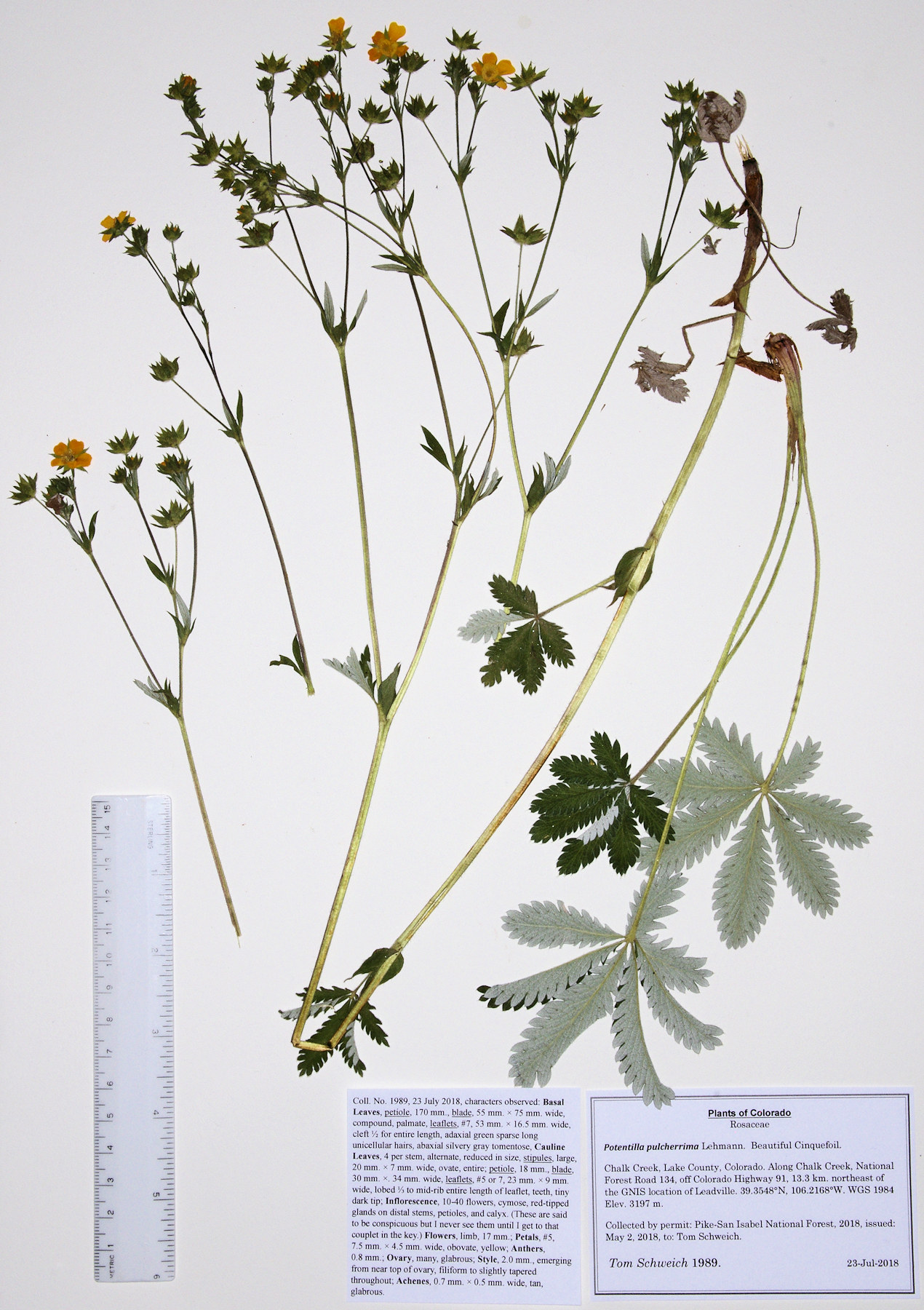 Rosaceae Potentilla pulcherrima