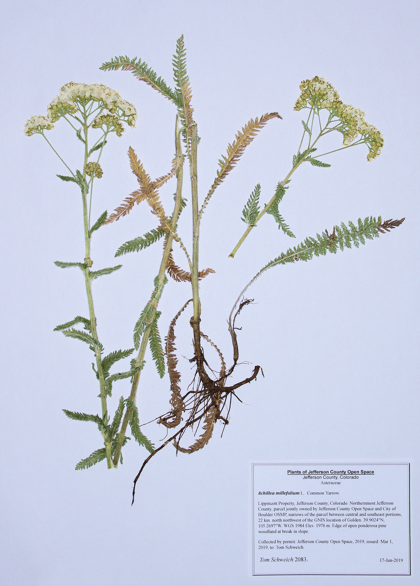 Asteraceae Achillea millifolium