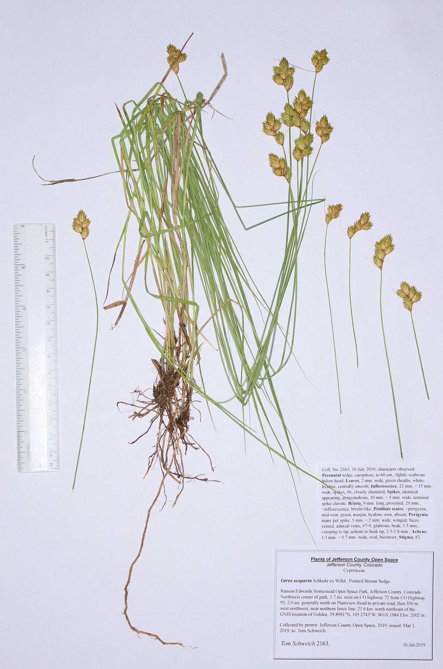 Cyperaceae Carex scoparia