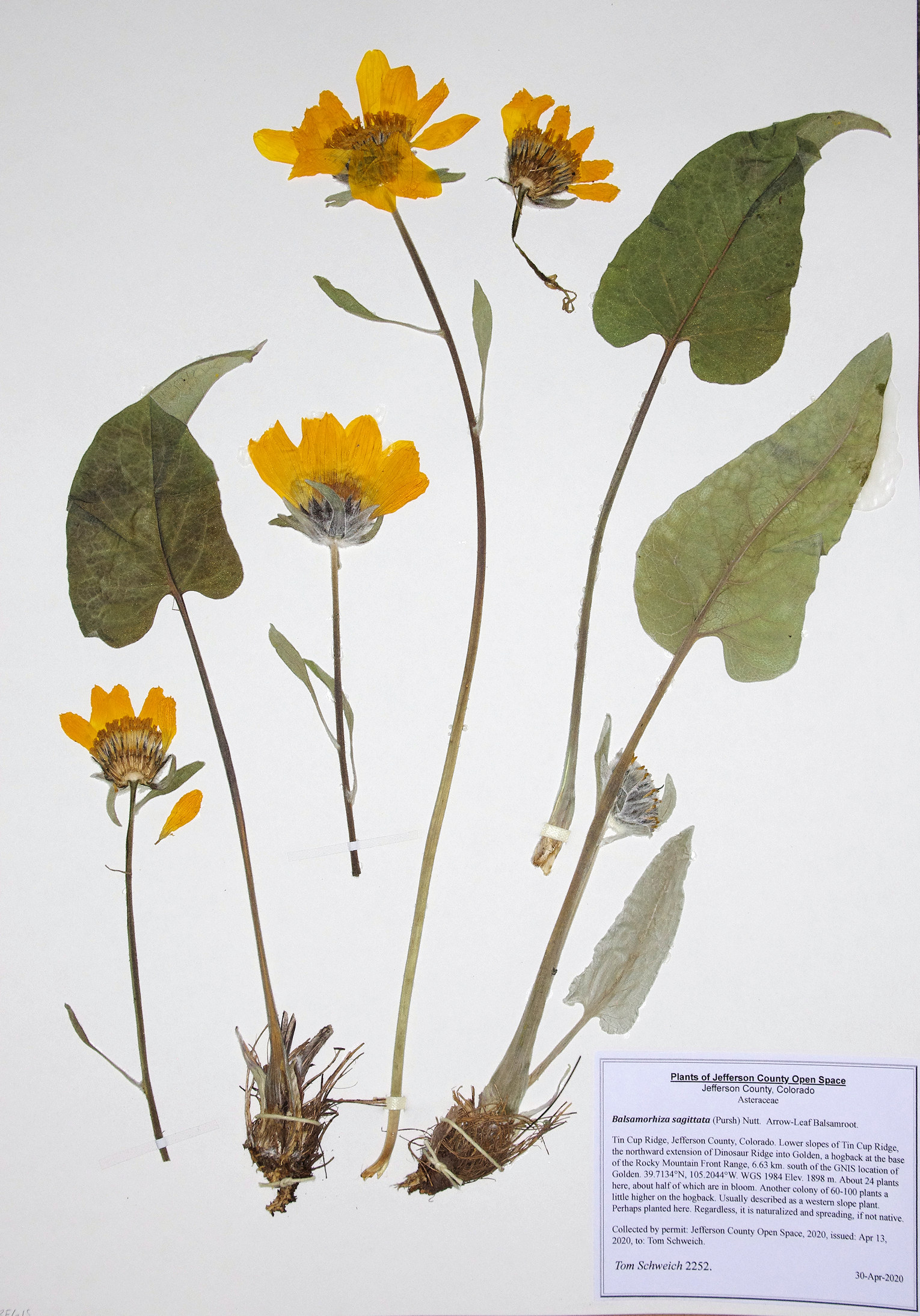 Asteraceae Balsamorhiza sagittata