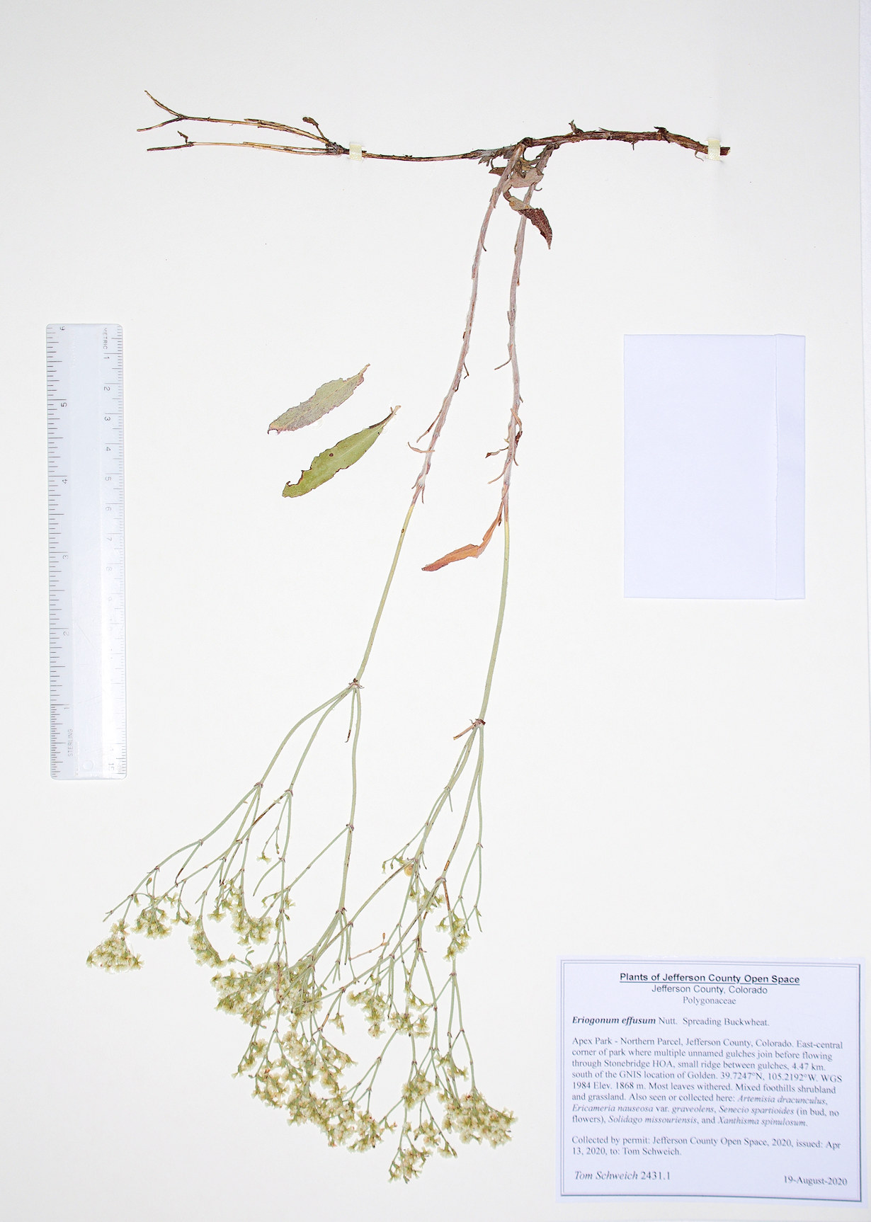 Polygonaceae Eriogonum effusum