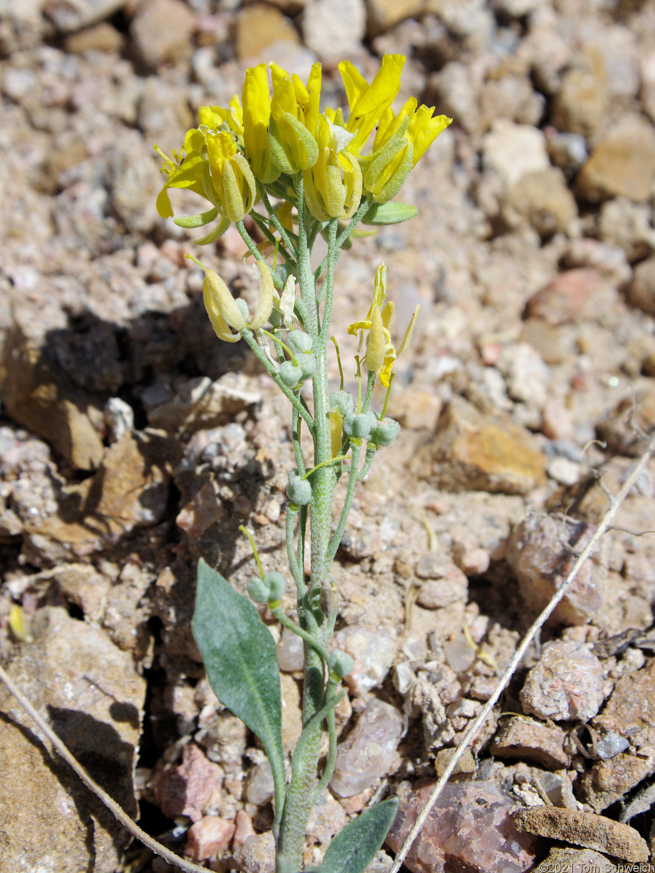 Brassicaceae Physaria