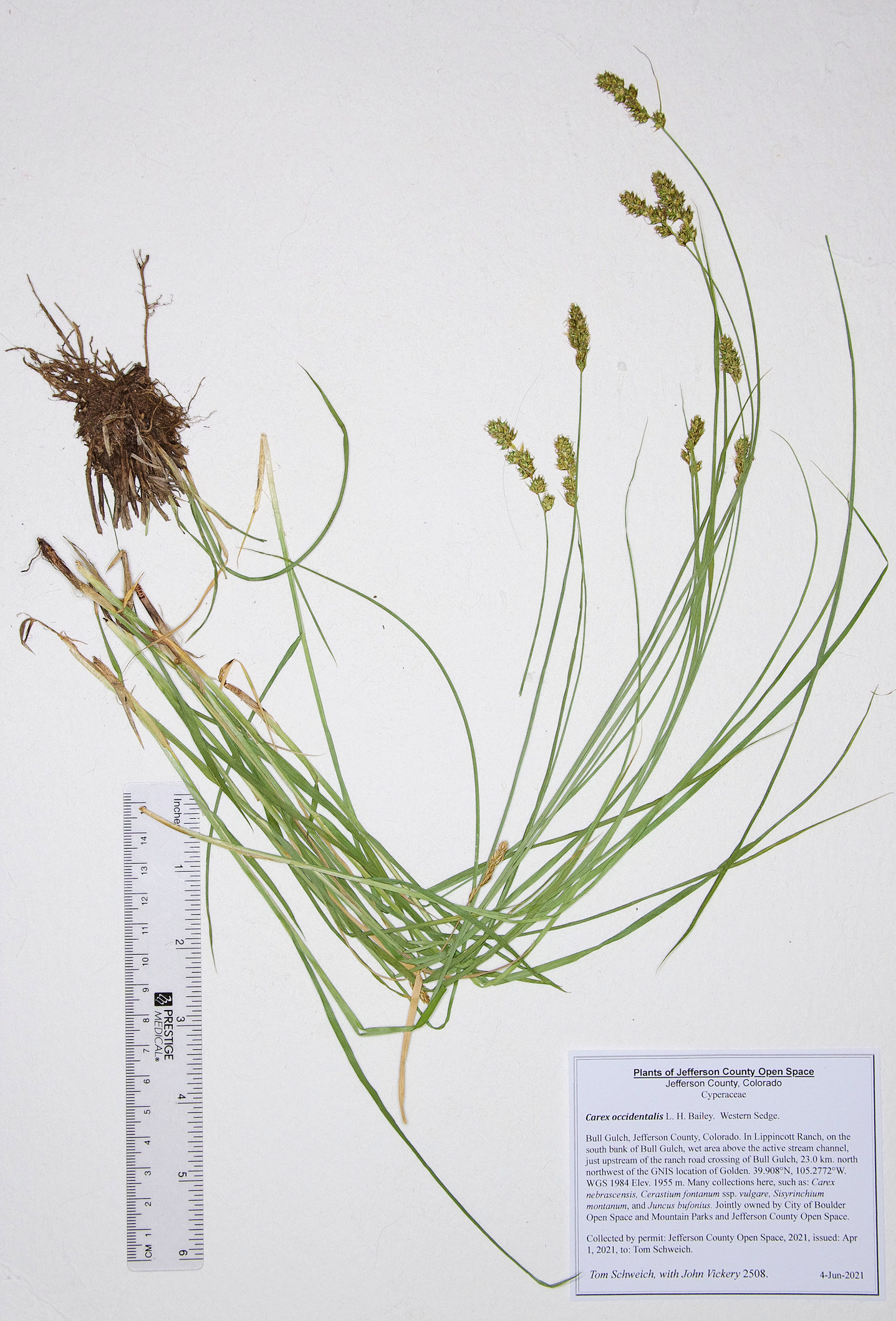 Cyperaceae Carex occidentalis