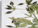 Full Size Image
