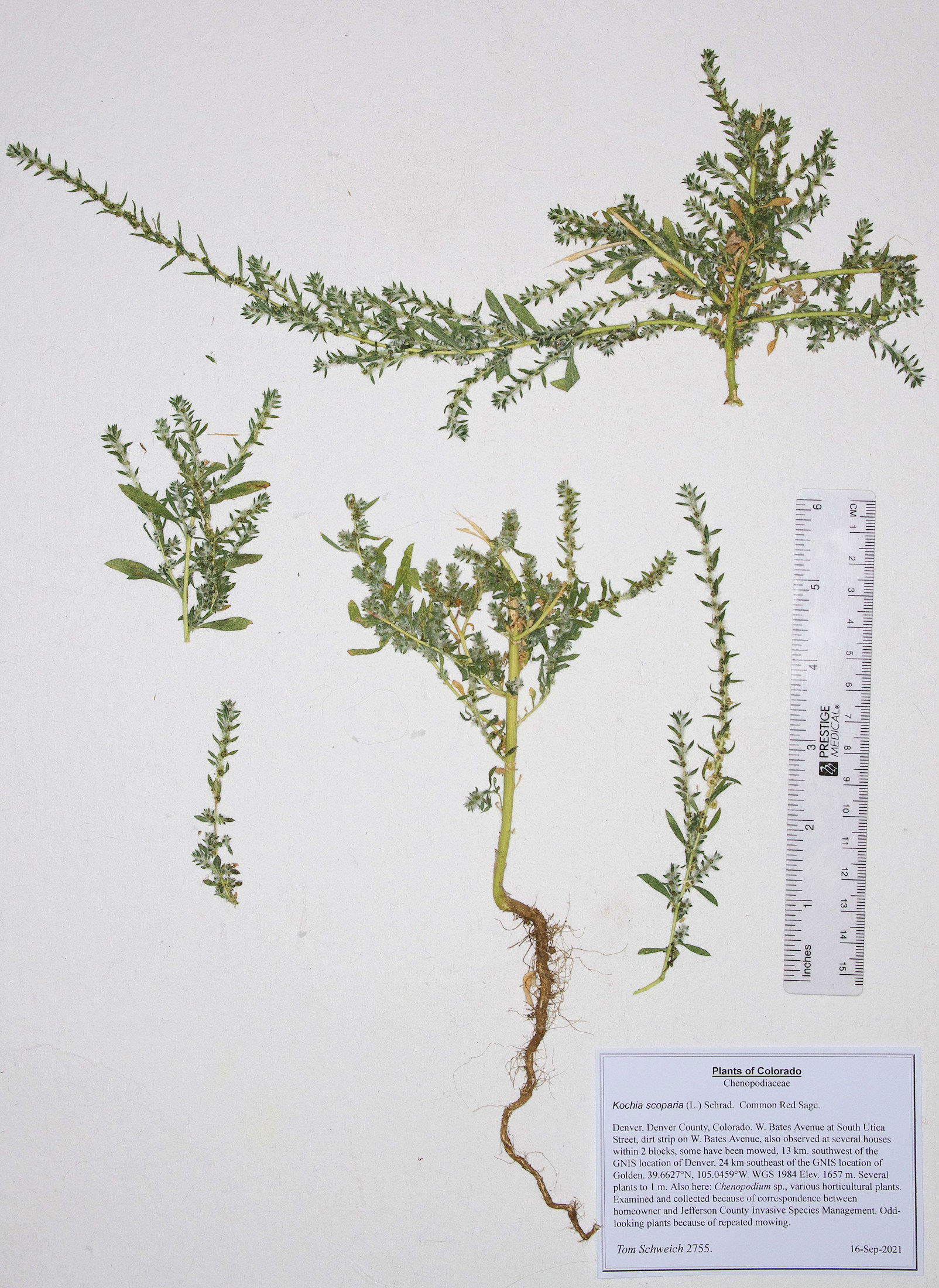 Chenopodiaceae Kochia scoparia