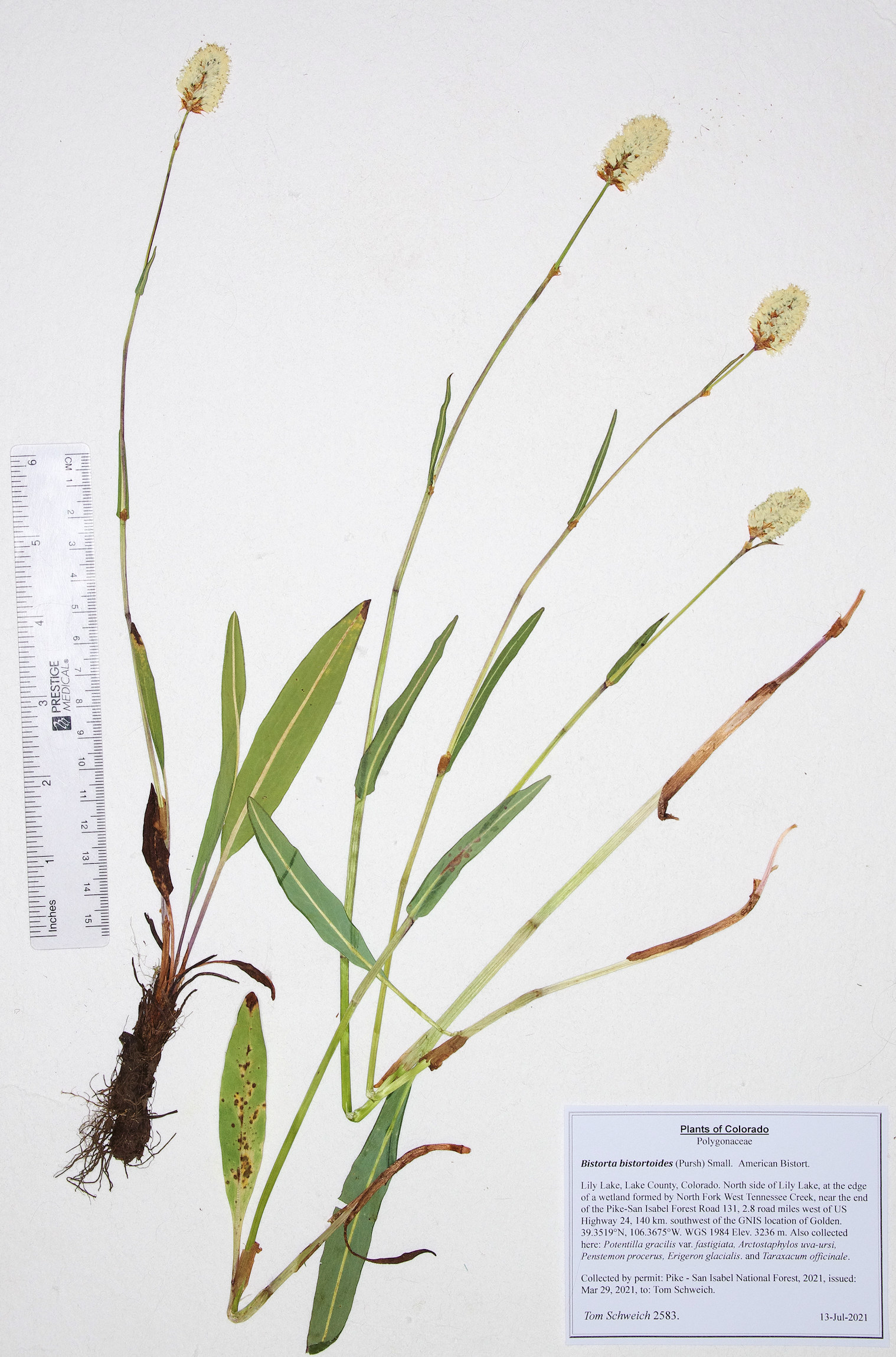 Polygonaceae Bistorta bistortoides