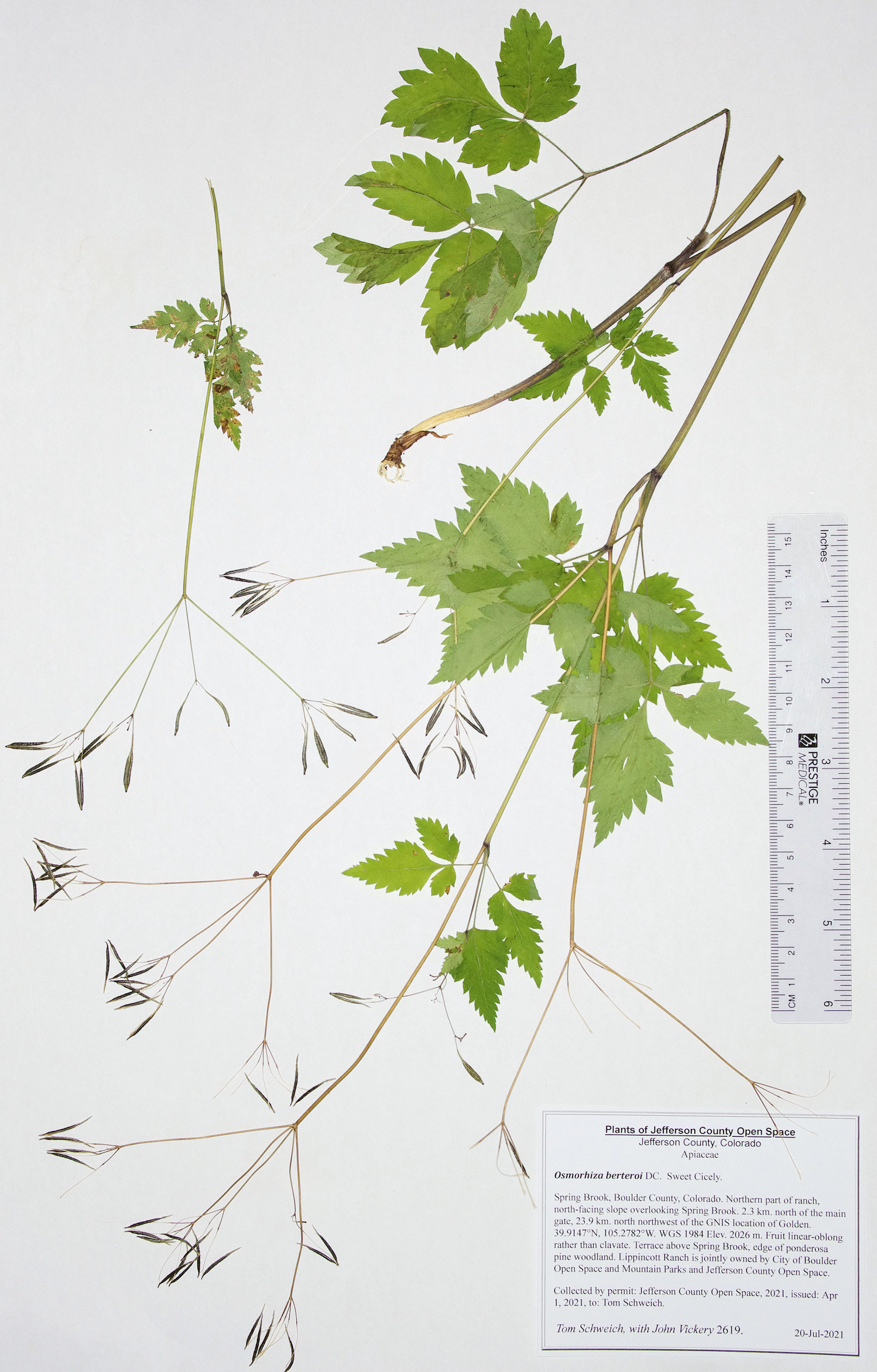 Apiaceae Osmorhiza berteroi
