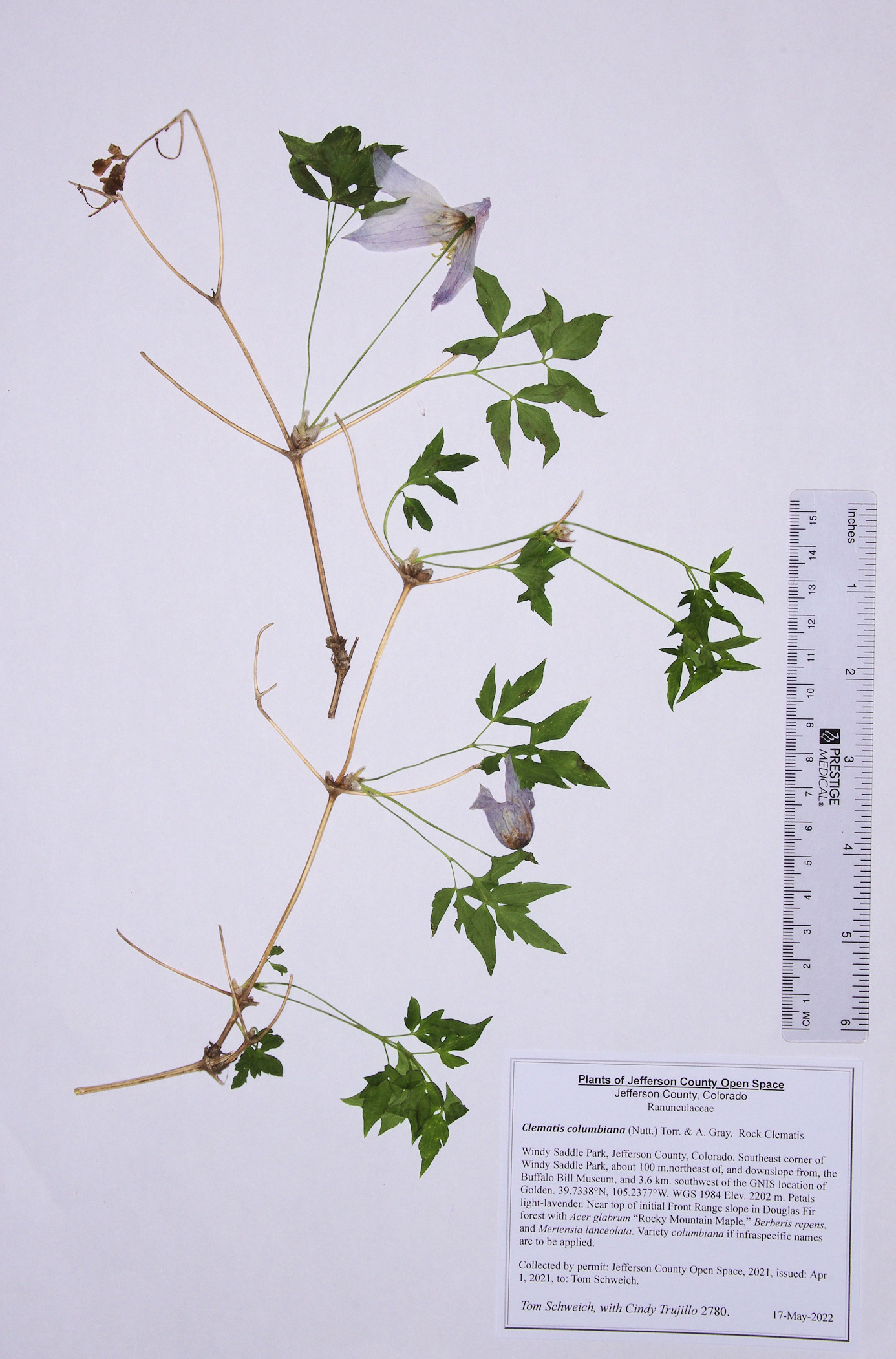 Ranunculaceae Clematis comumbiana