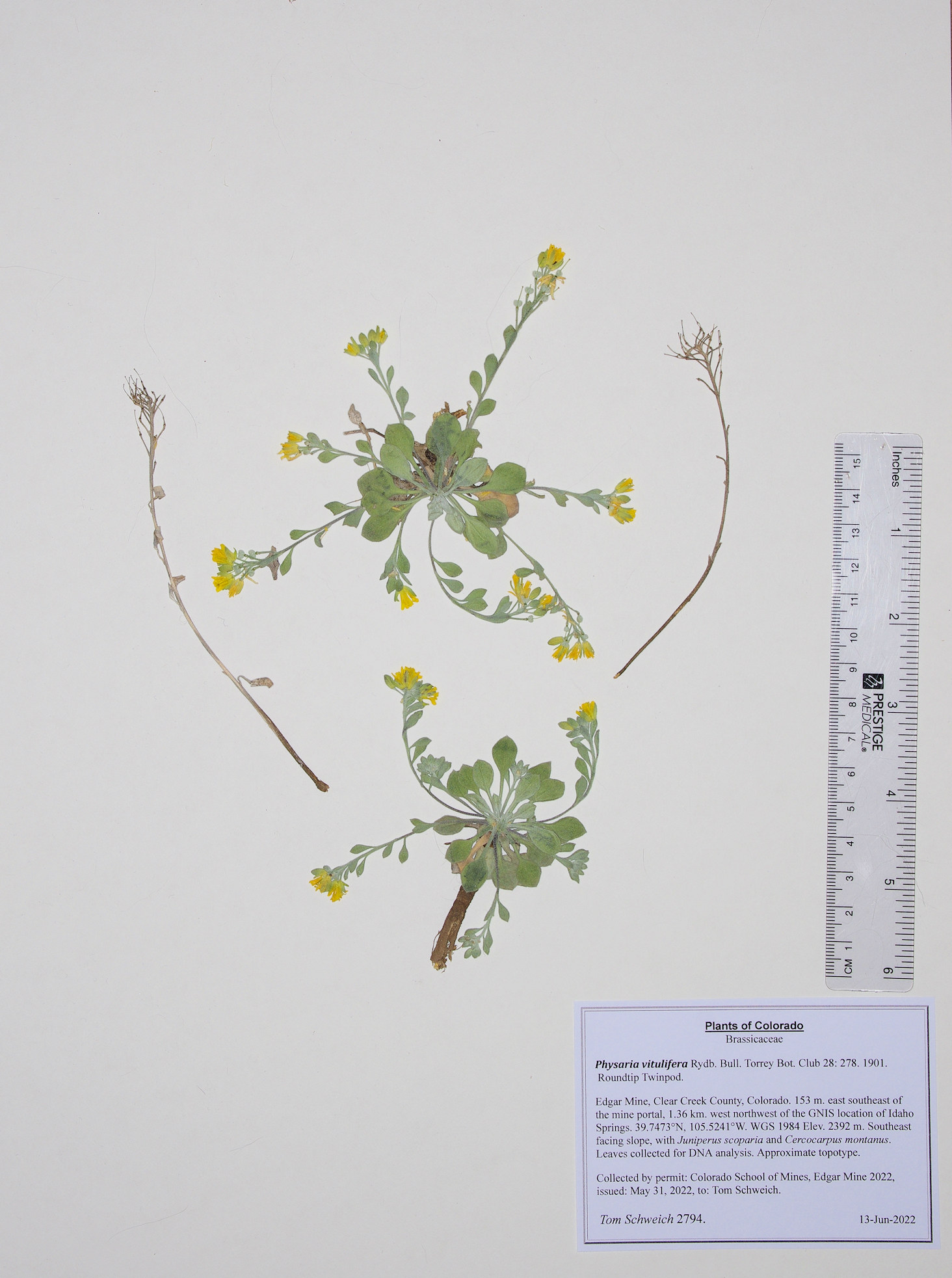 Brassicaceae Physaria vitulifera