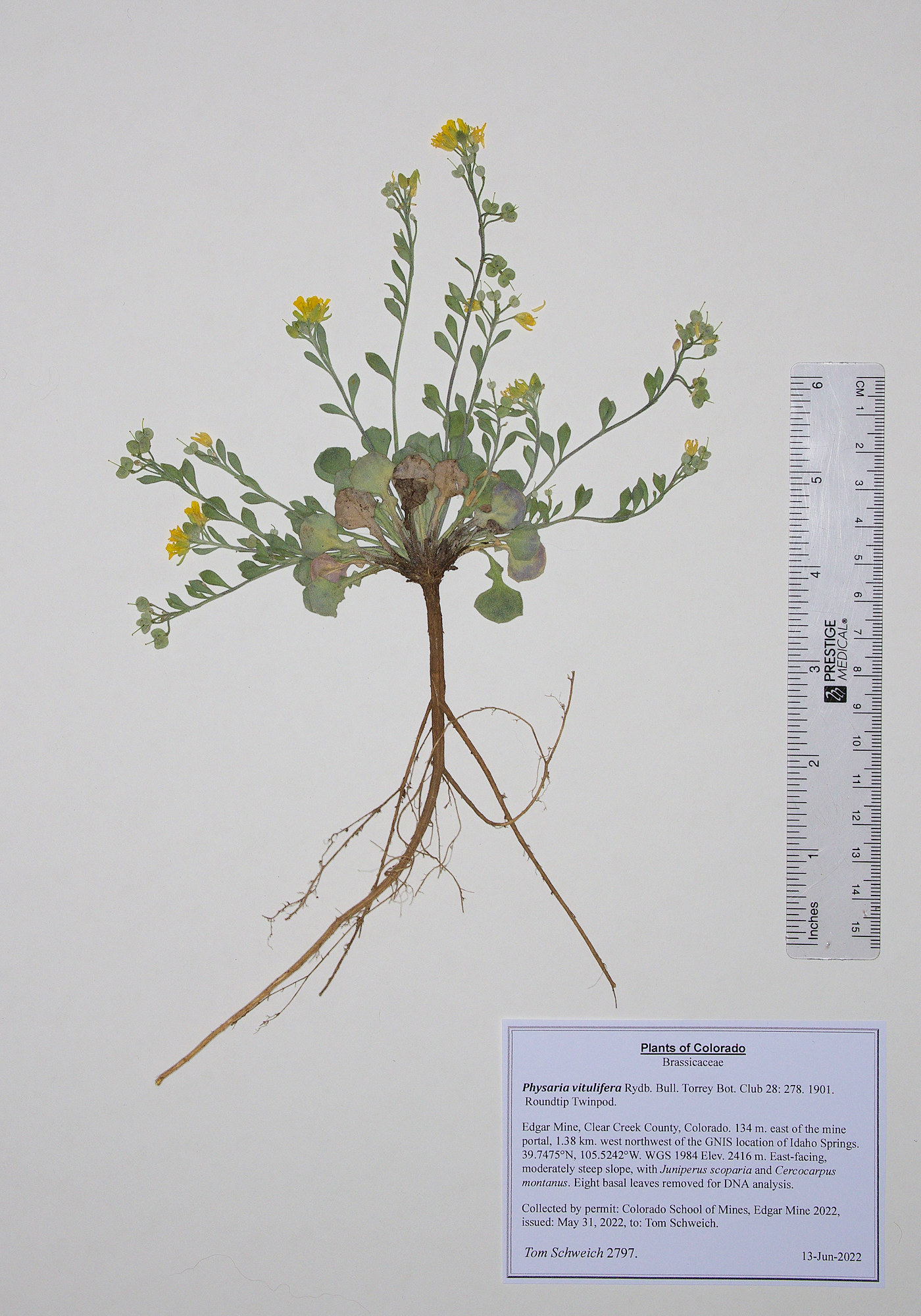 Brassicaceae Physaria vitulifera