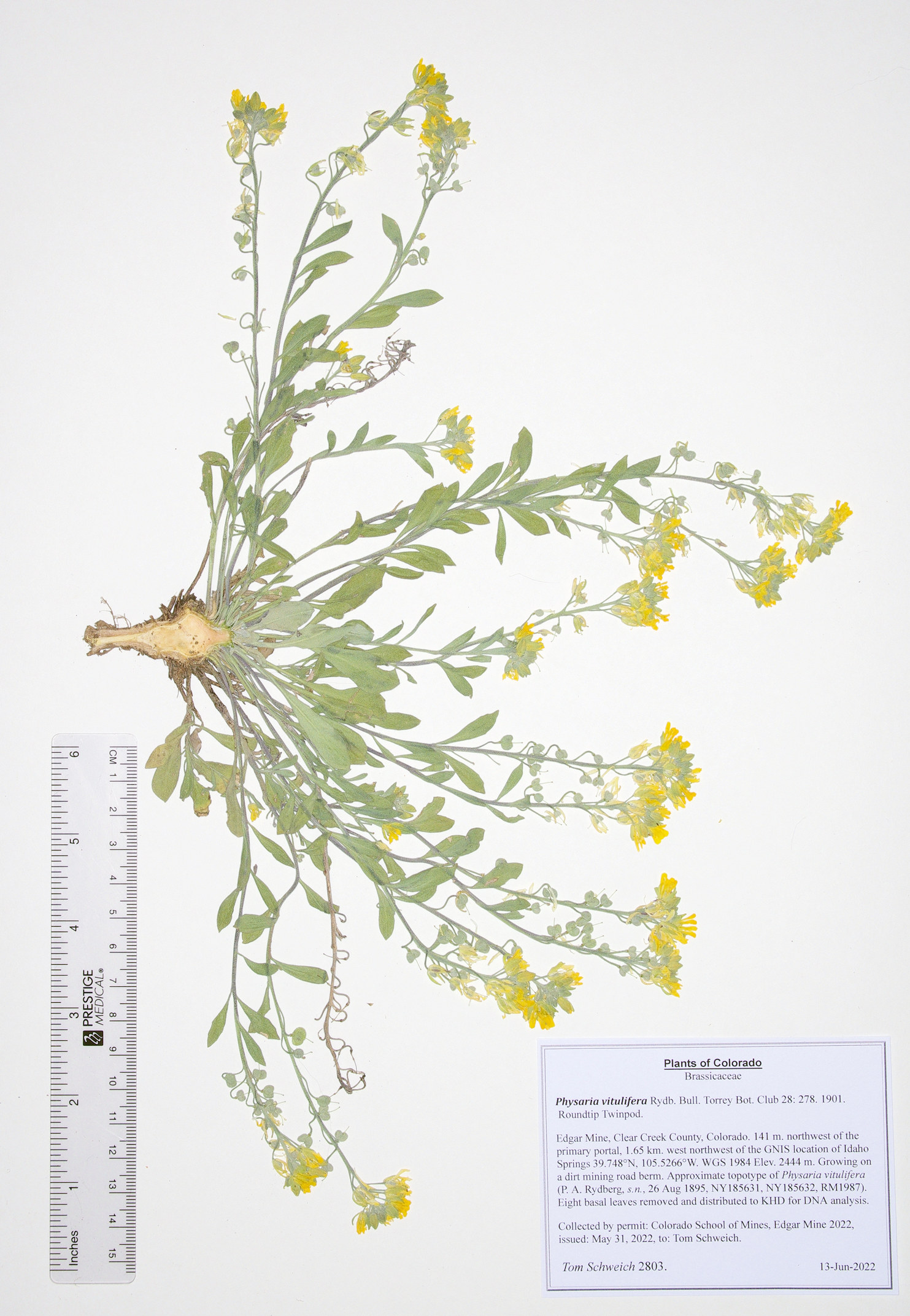 Brassicaceae Physaria vitulifera