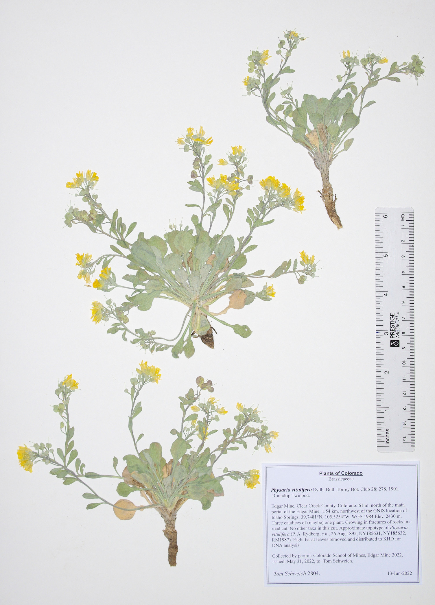 Brassicaceae Physaria vitulifera