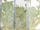 Full Size Image
