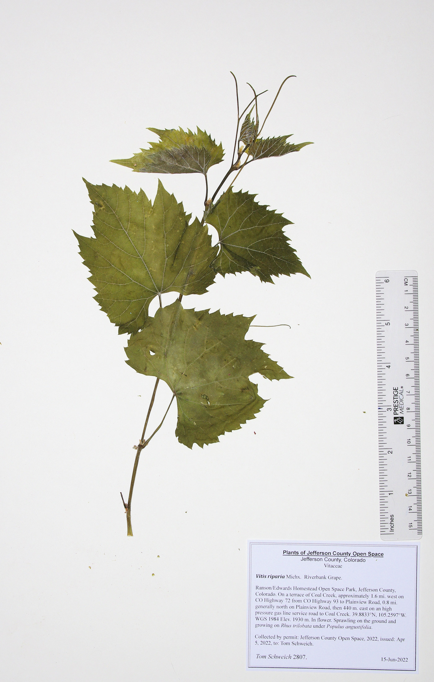 Vitaceae Vitis riparia