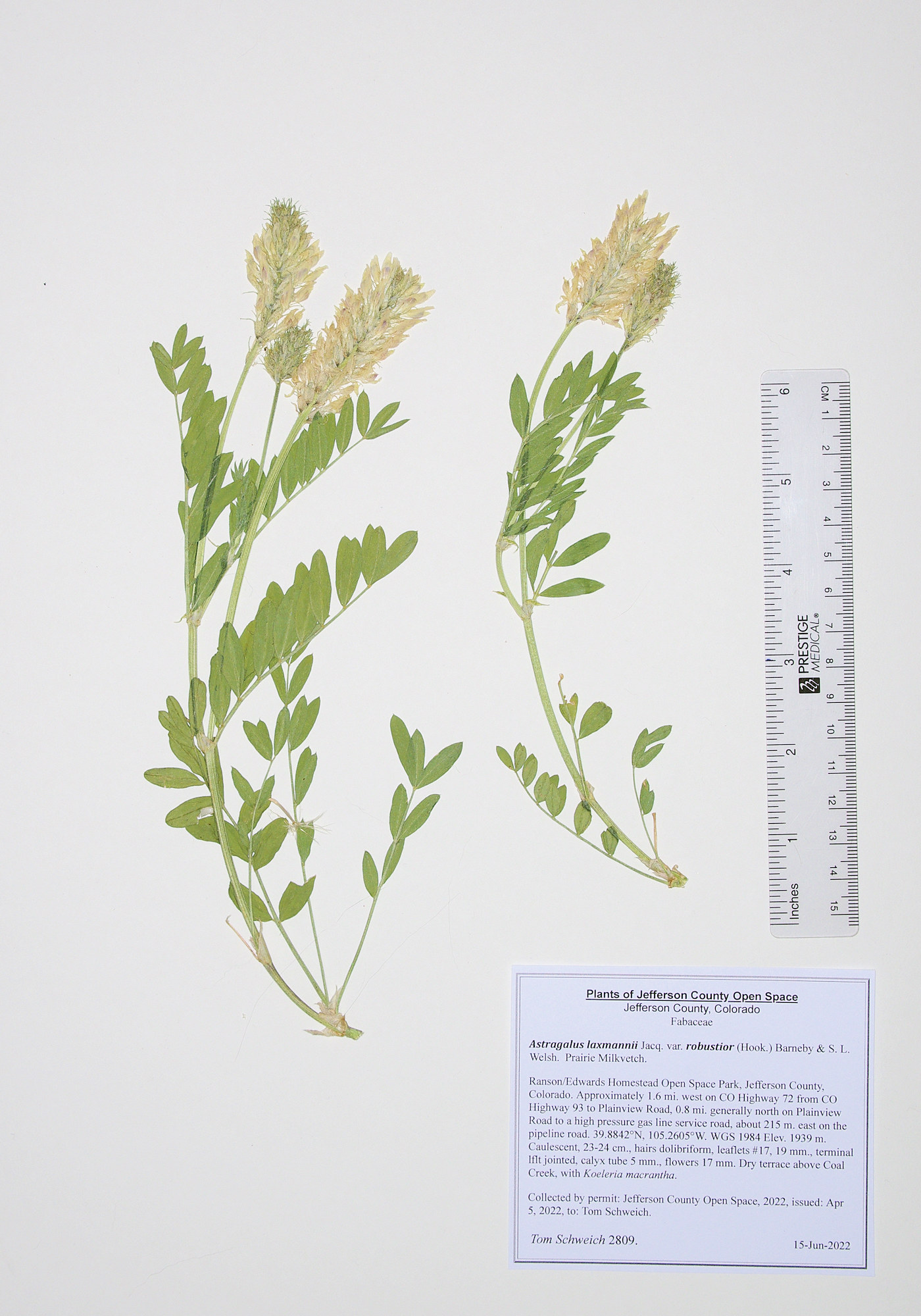 FabaceaeAstragalus laxmannii robustior