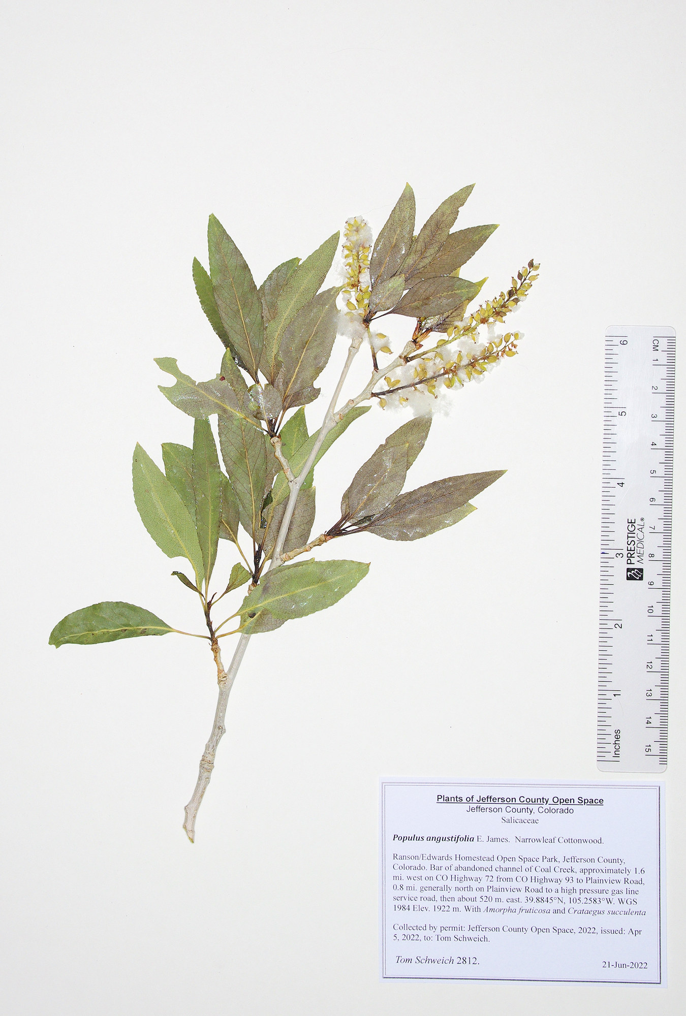 Salicaceae Populus angustifolia
