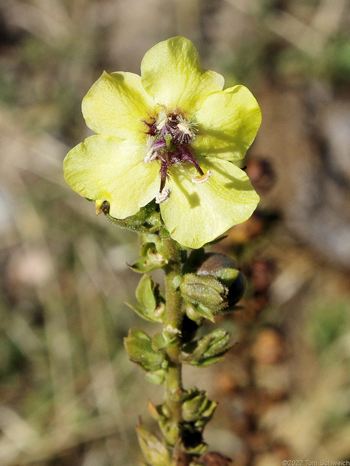 Scrophulariaceae Verbascum blattaria