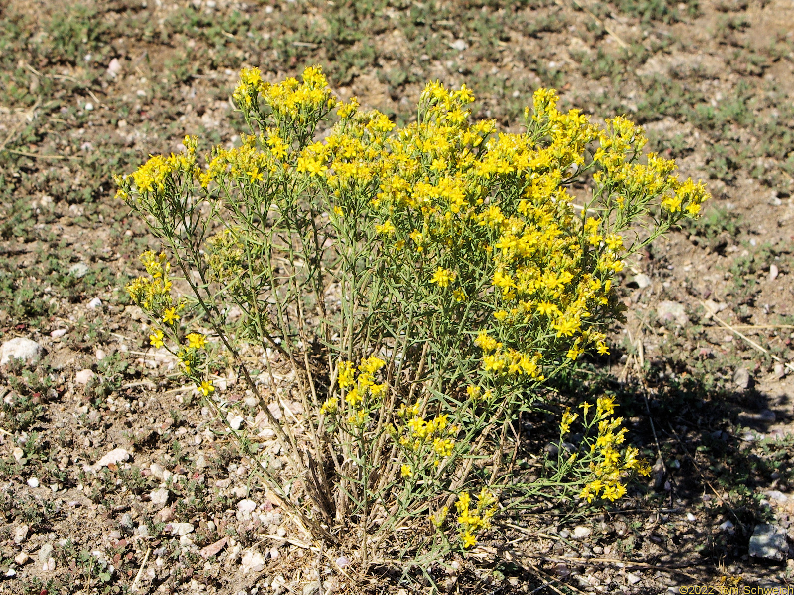 Asteraceae Gutierrezia sarothrae