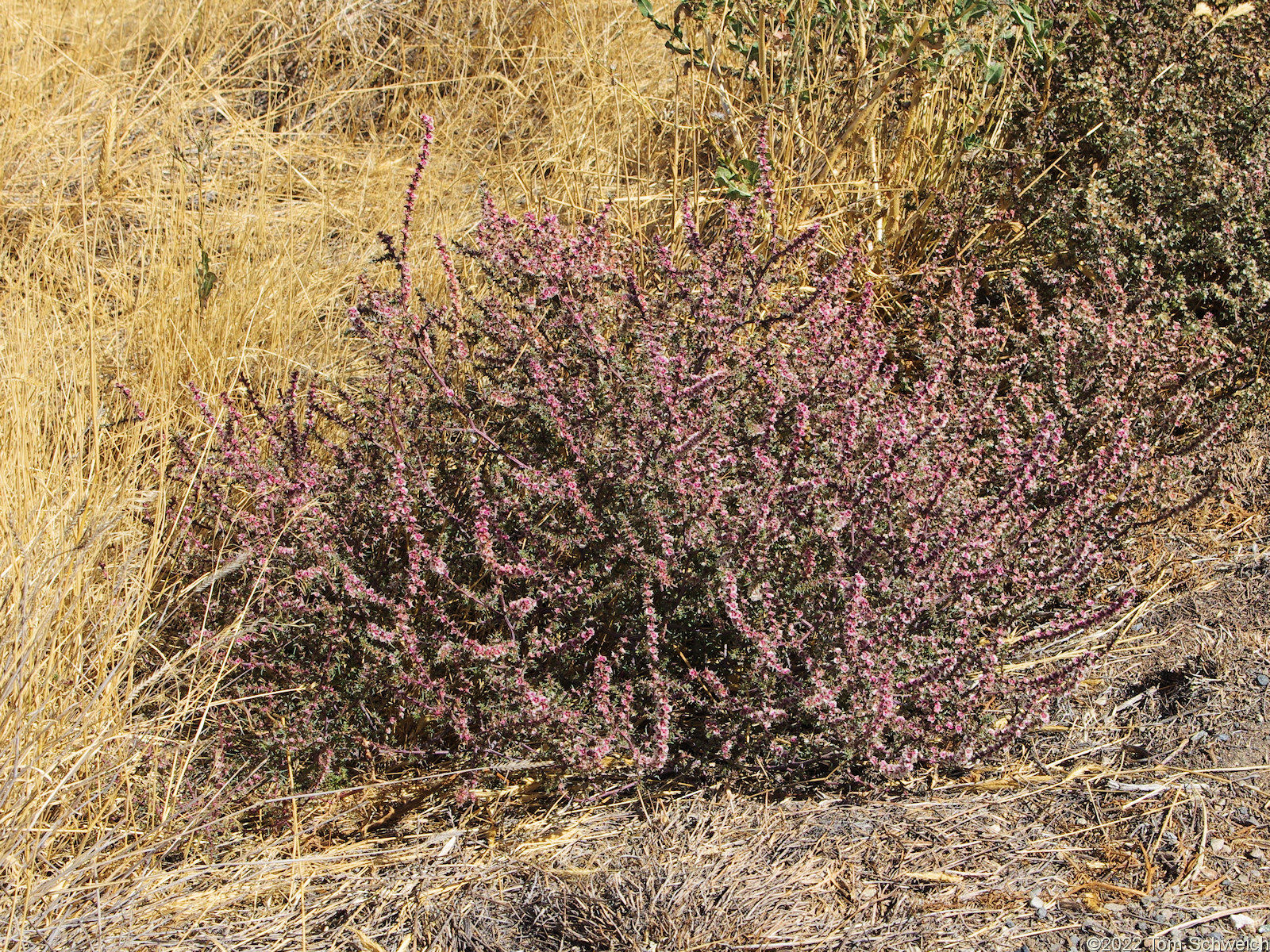 Amaranthaceae Salsola tragus