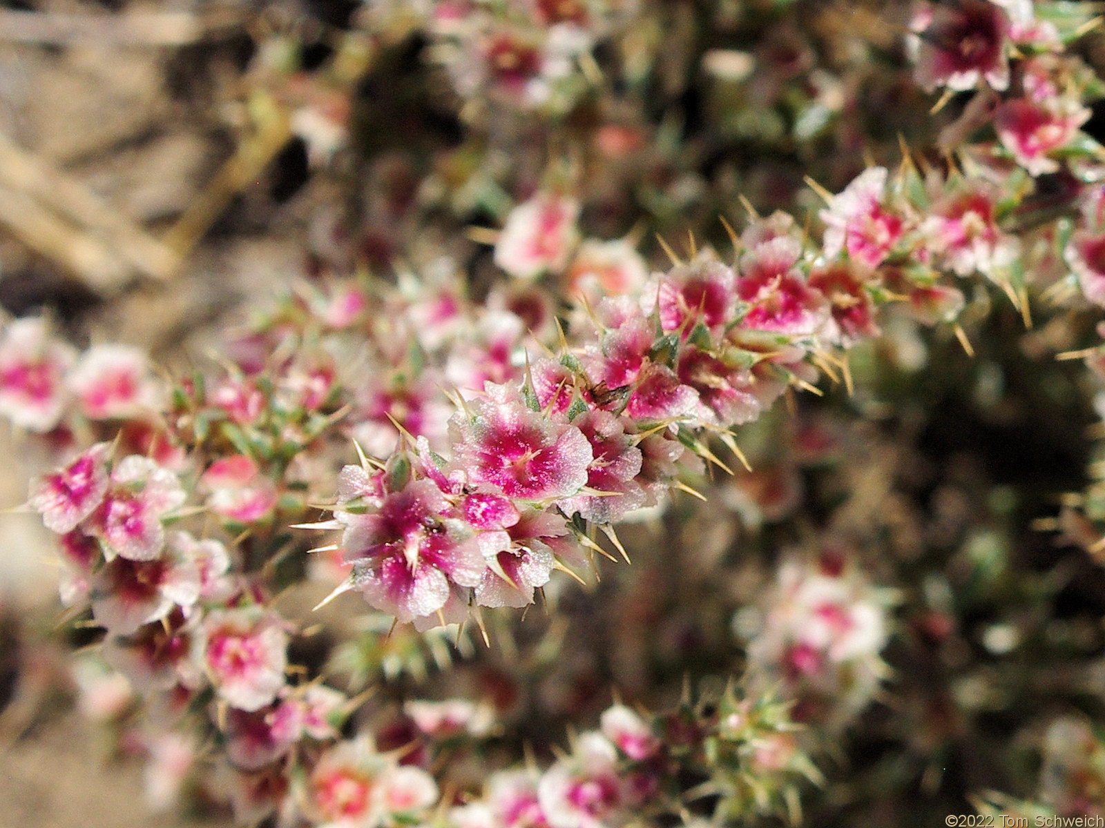 Amaranthaceae Salsola tragus