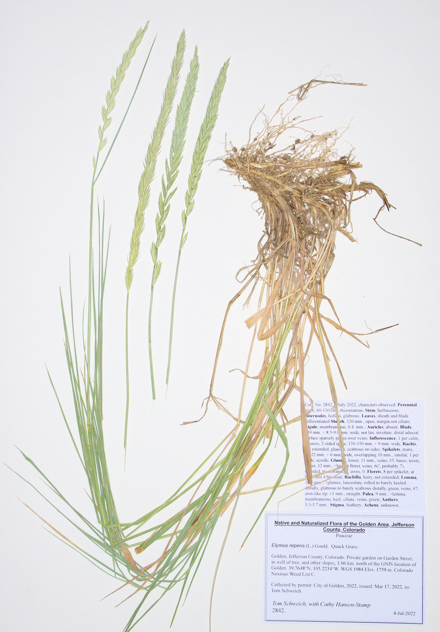 Poaceae Elymus repens