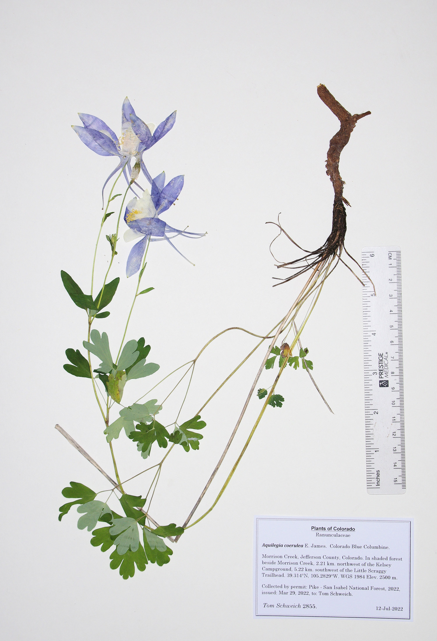 Ranunculaceae Aquilegia coerulea