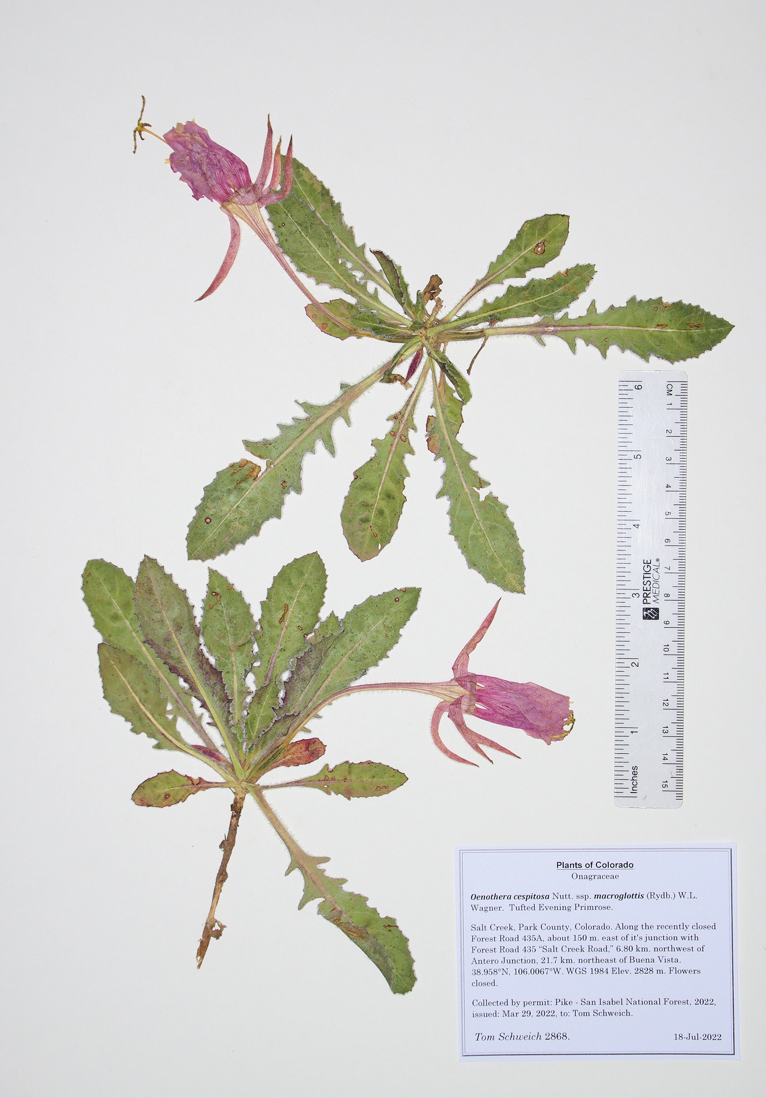 Onagraceae Oenothera cespitosa macroglottis