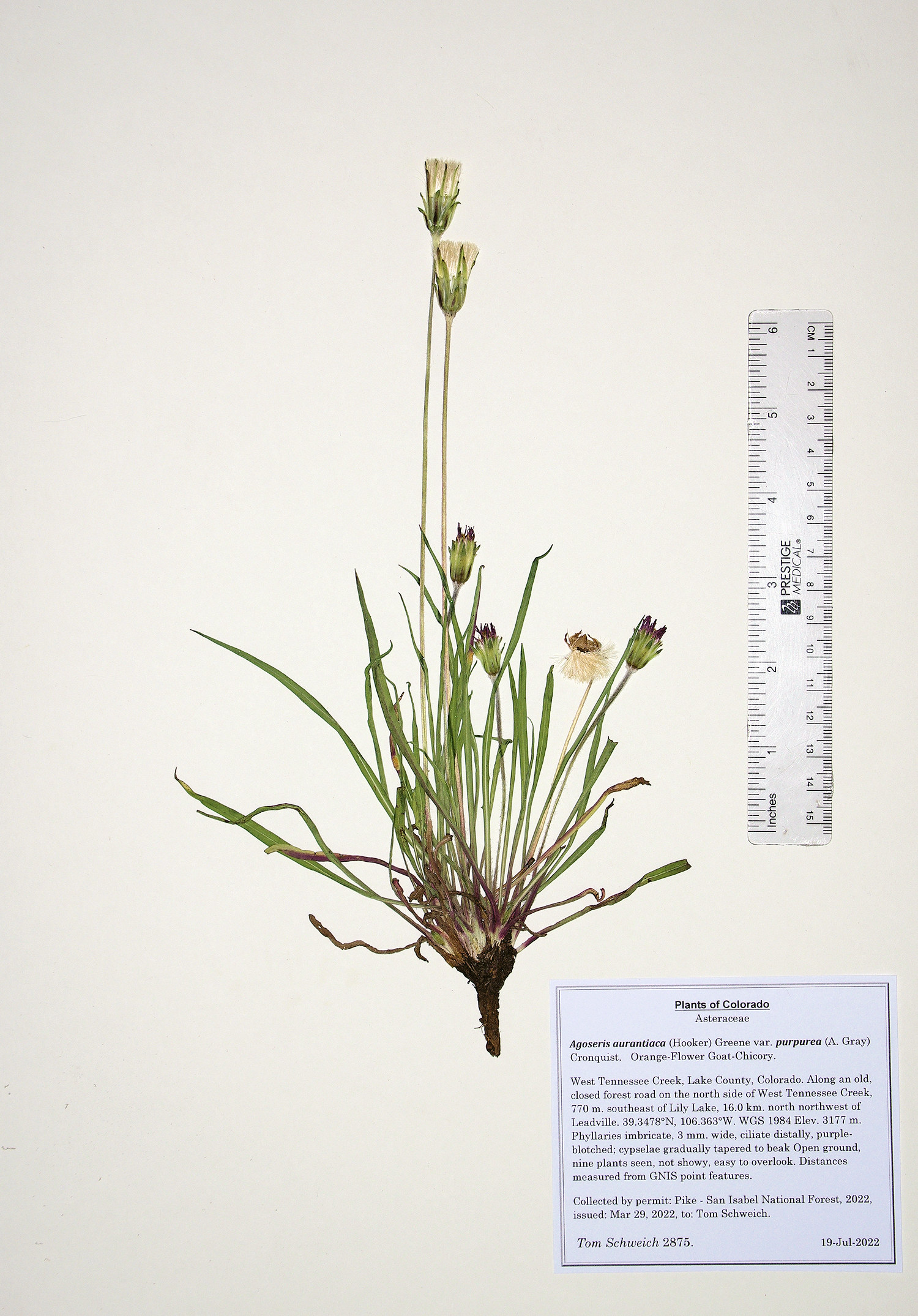 Asteraceae Agoseris aurantiaca purpurea