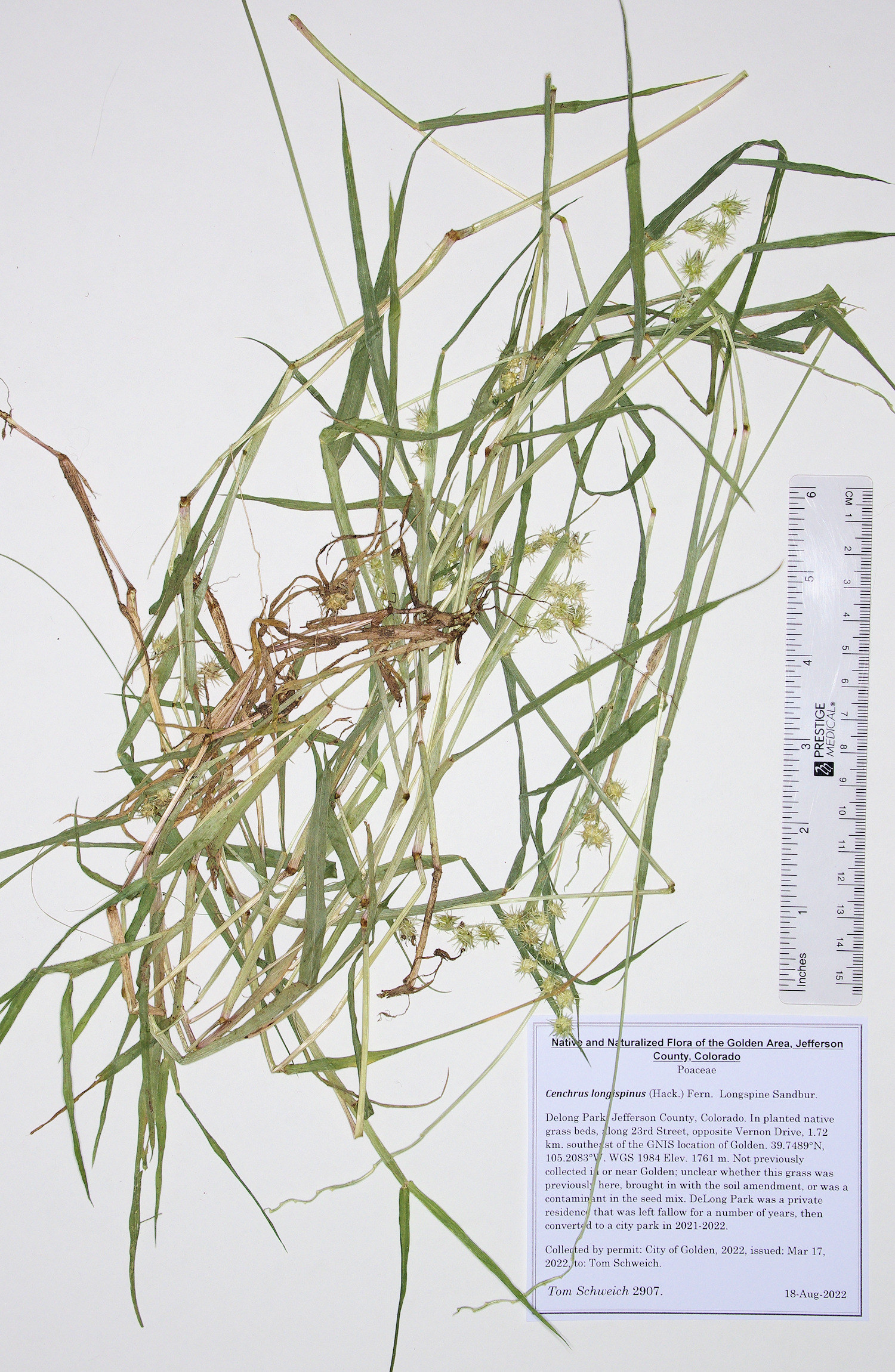 Poaceae Cenchrus longispinus