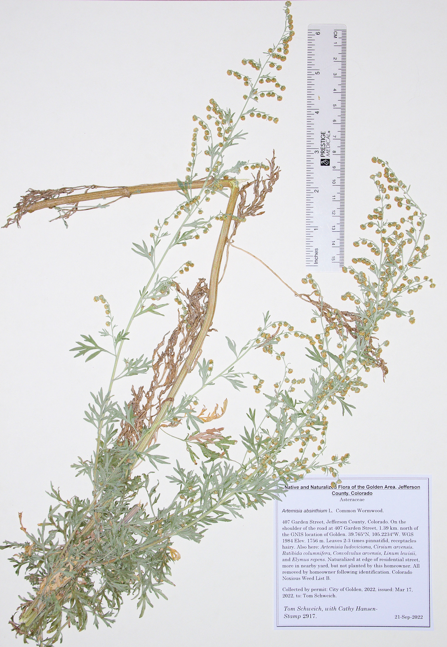 Asteraceae Artemisia absinthium