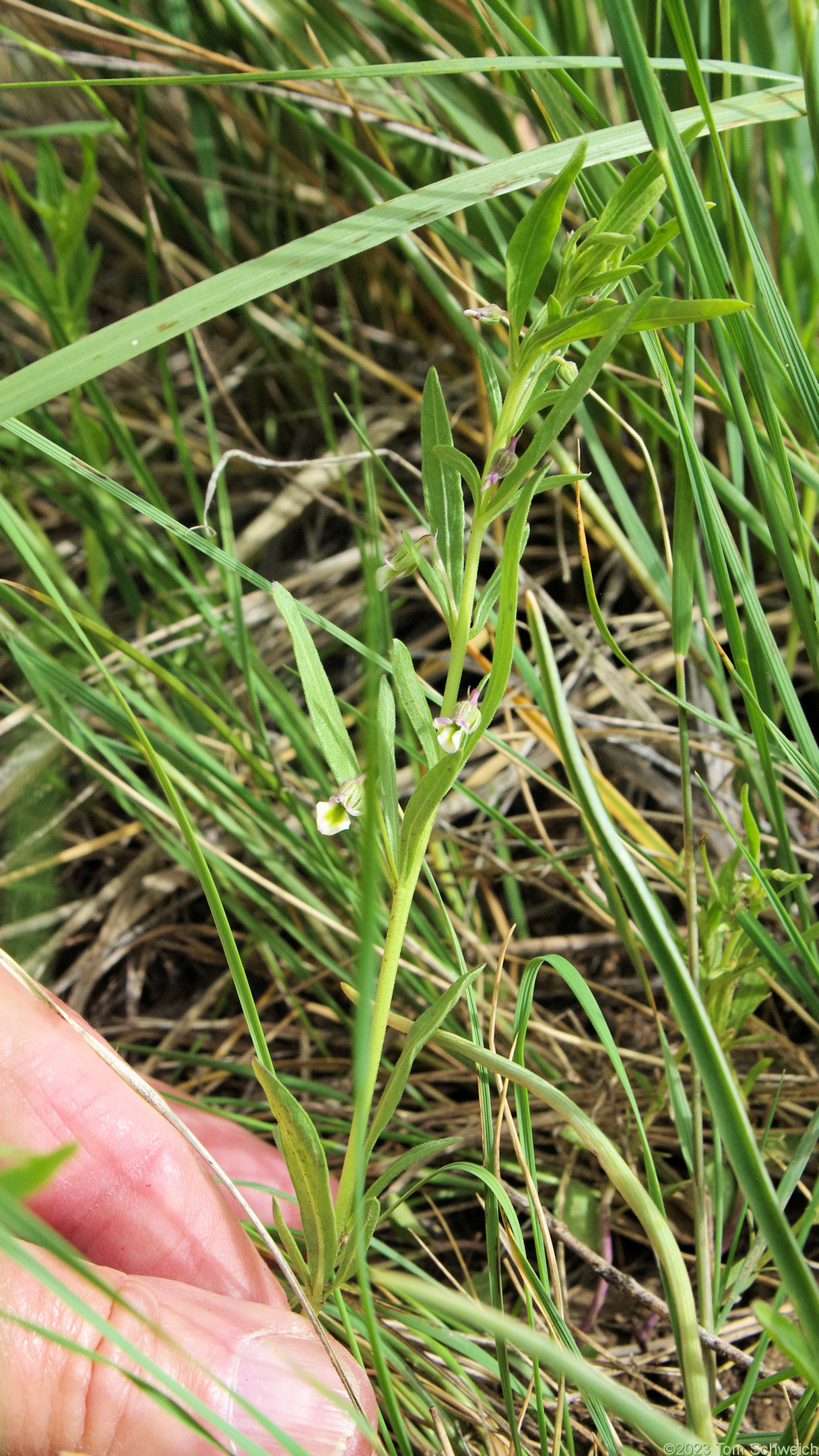 Violaceae Hybanthus verticillatus