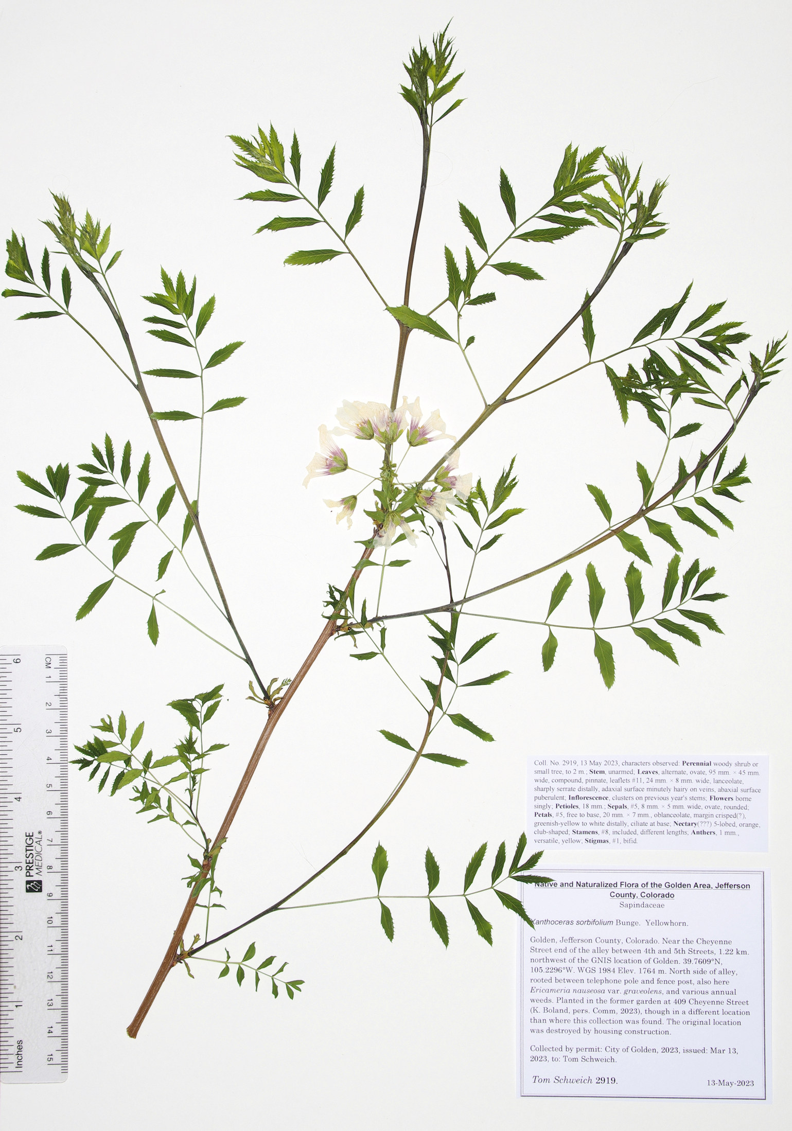 Sapindaceae Xanthoceras sorbifolium