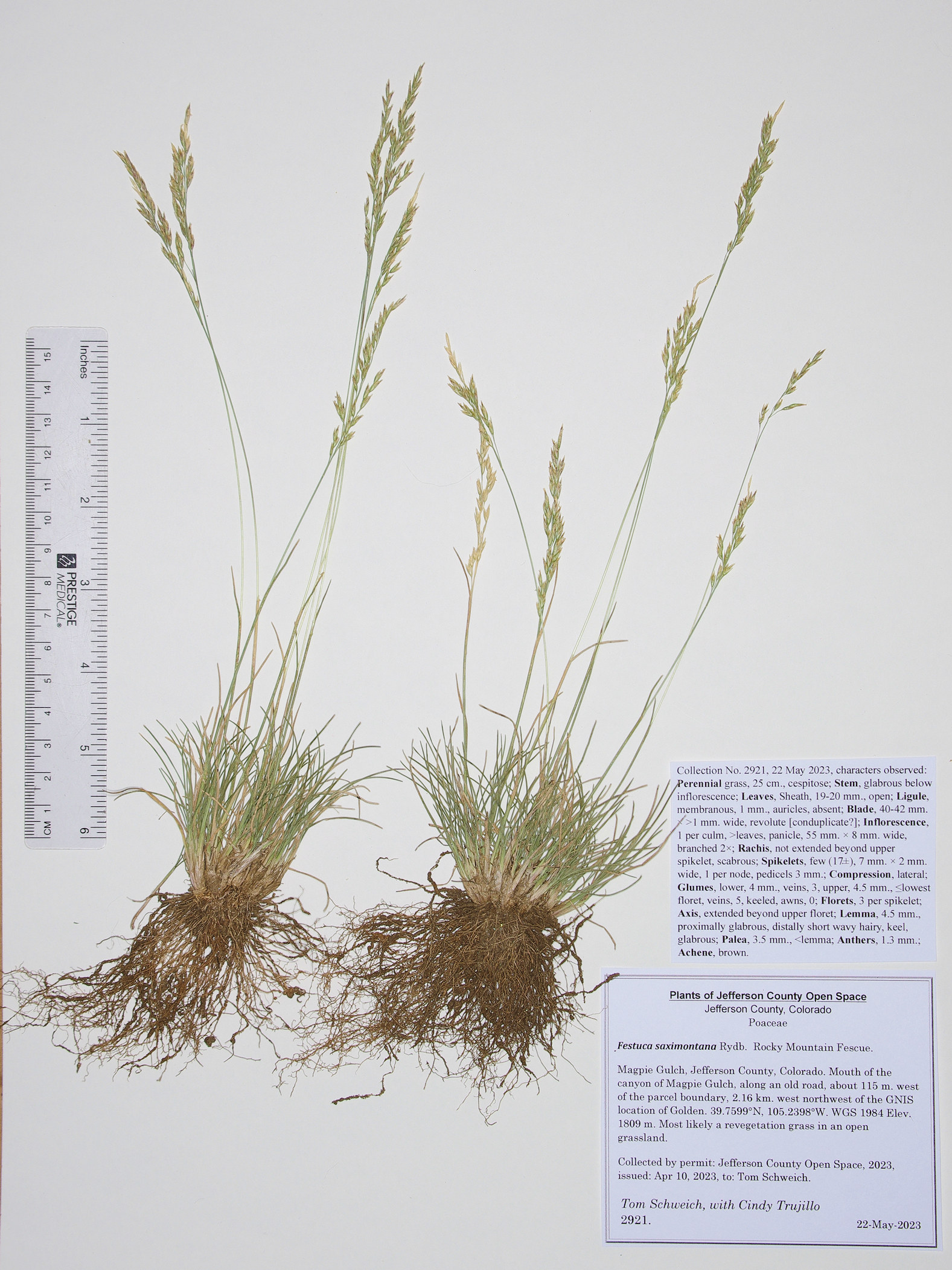 Poaceae Poa