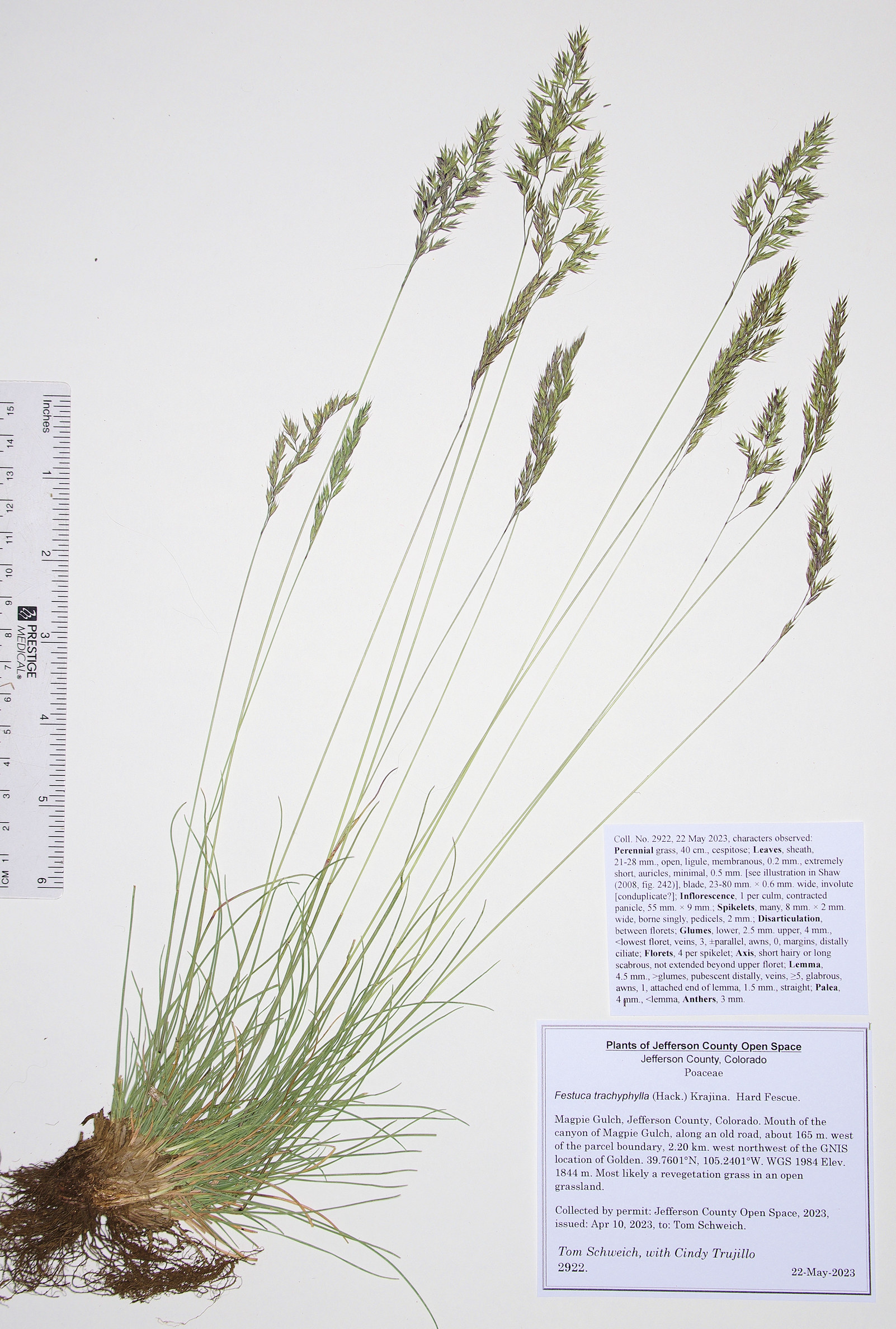 Poaceae Festuca trachyphylla