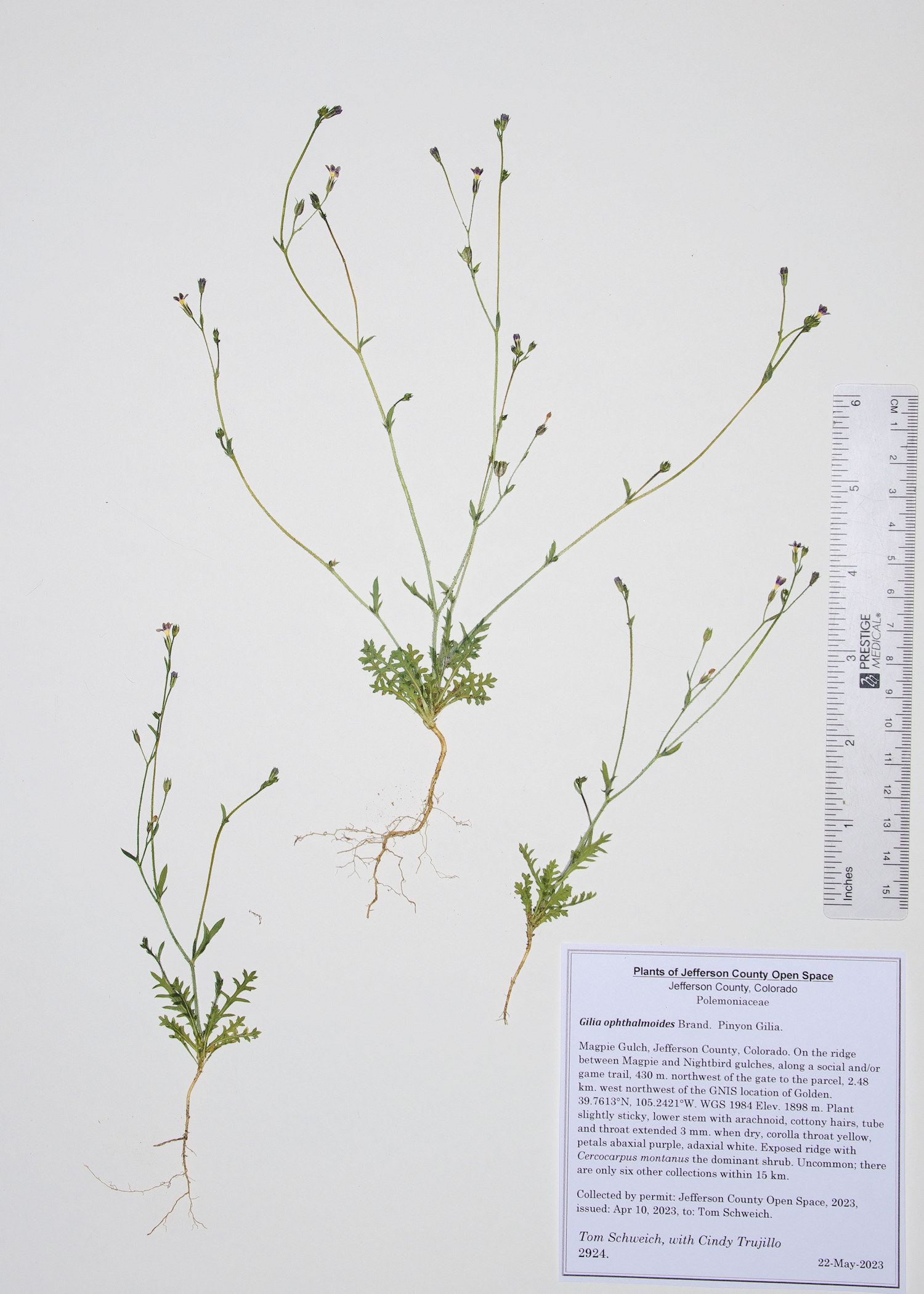 Polemoniaceae Gilia ophthalmoides