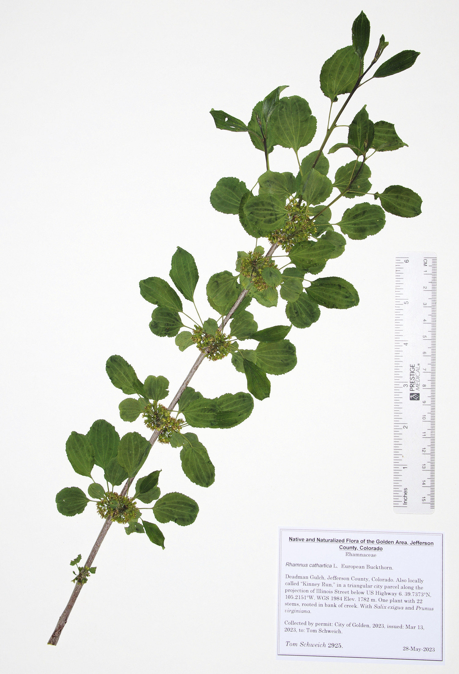 Rhamnaceae Rhamnus cathartica