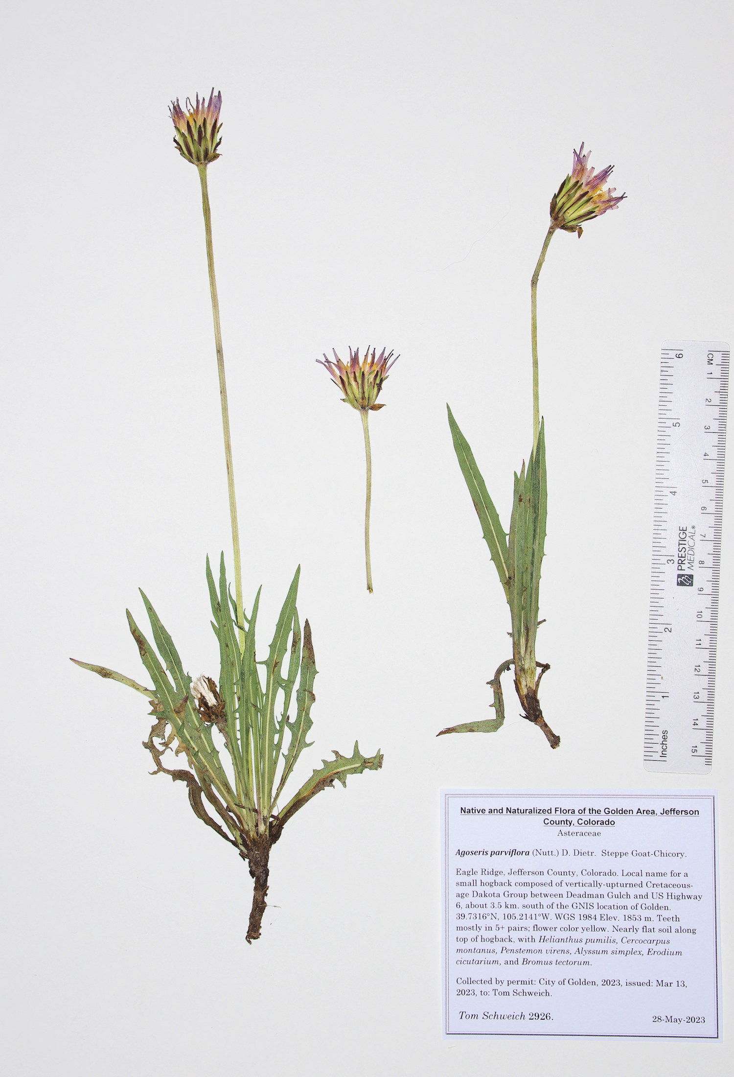 Asteraceae Agoseris parviflora