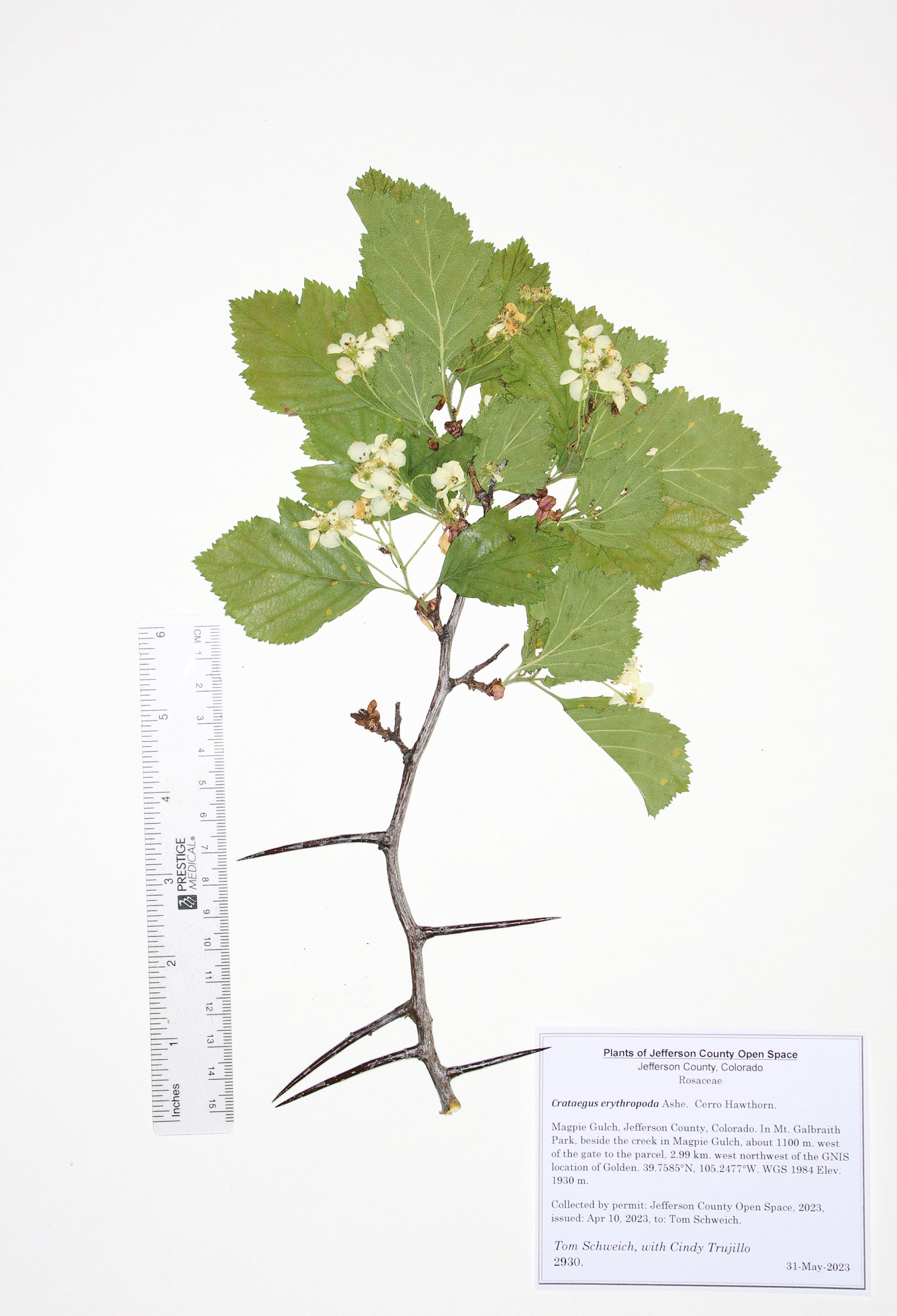 Rosaceae Crataegus erythropoda