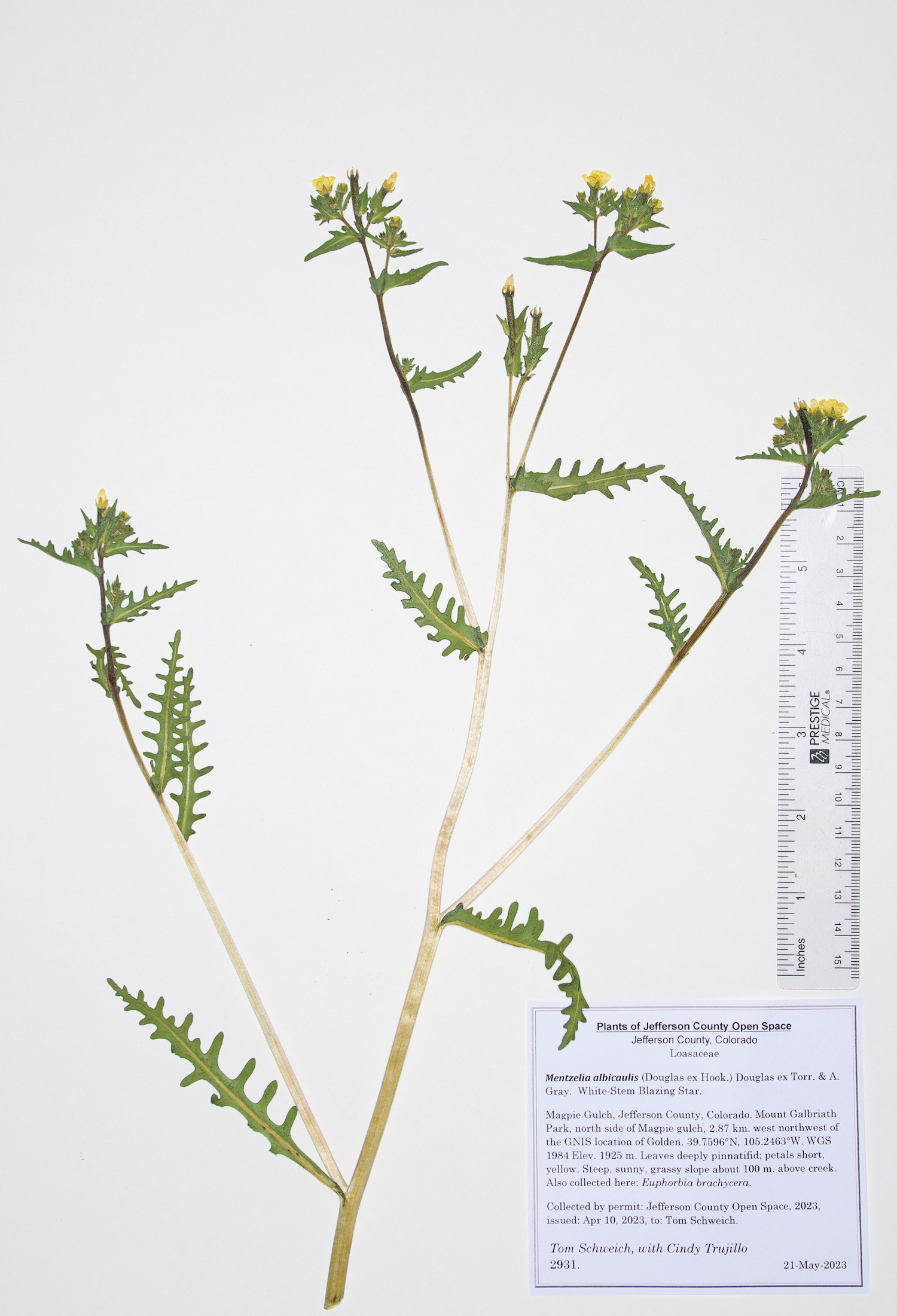 Loasaceae Mentzelia albicaulis
