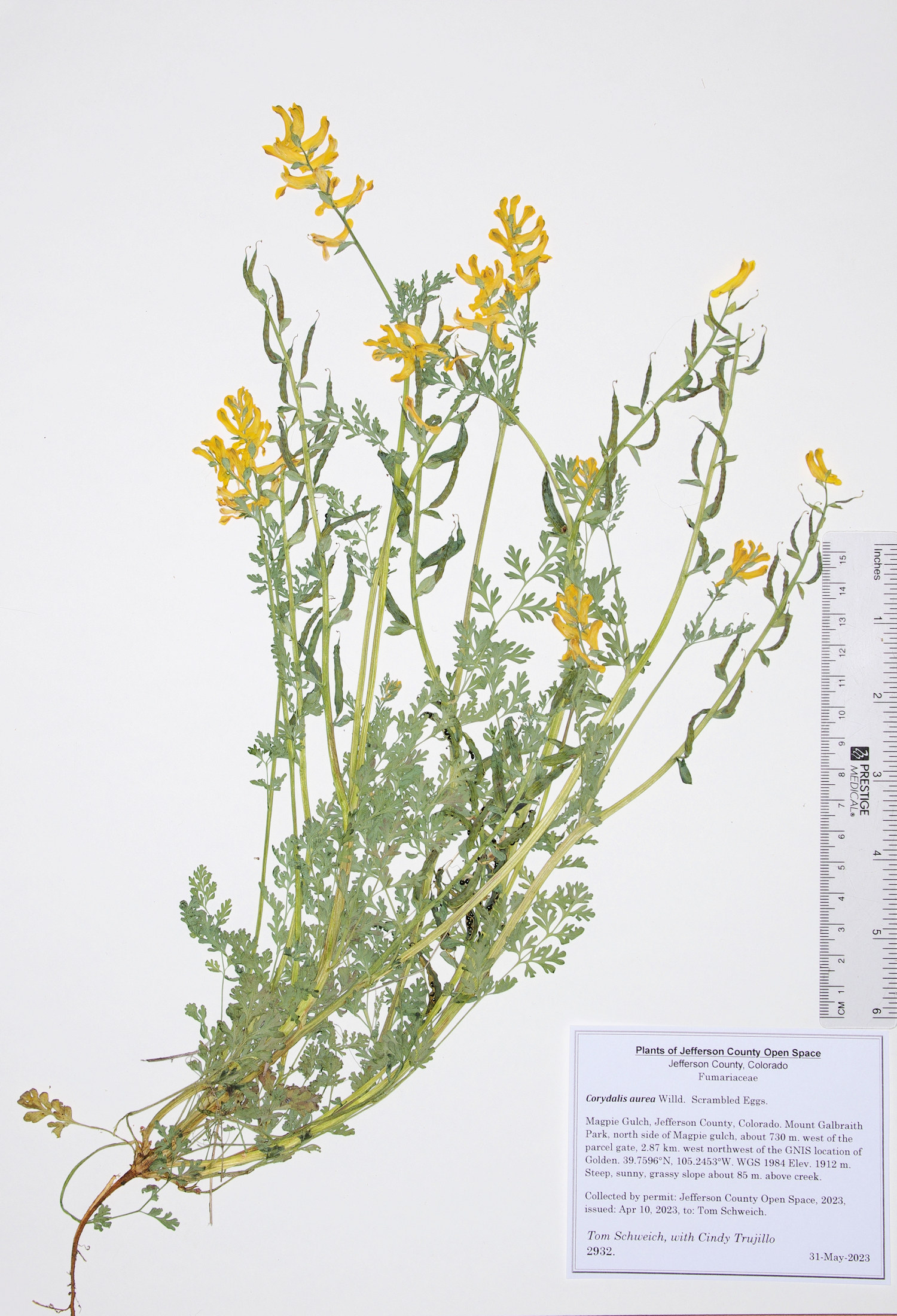 Fumariaceae Corydalis aurea