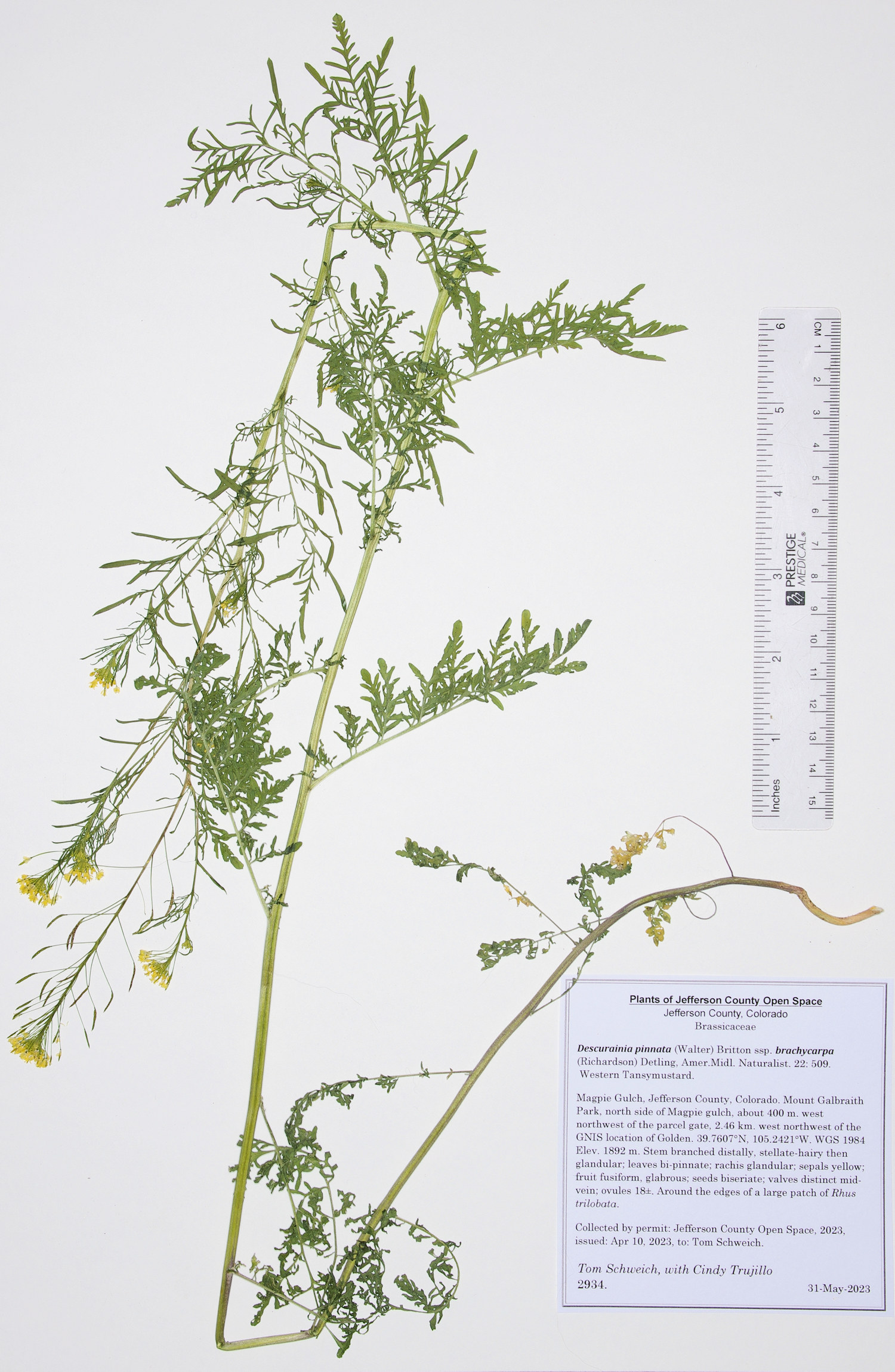 Brassicaceae Descurainia pinnata brachycarpa