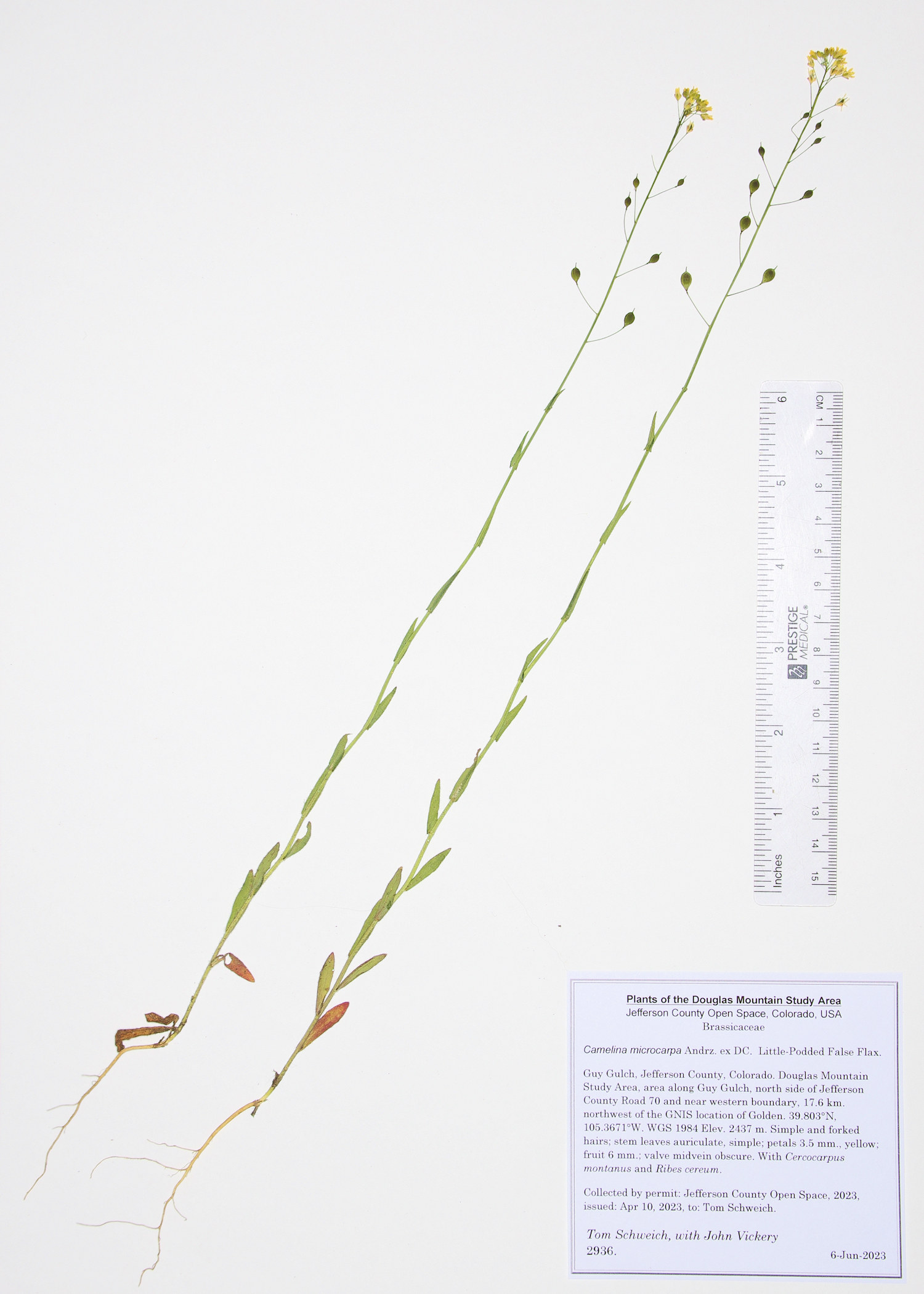 Brassicaceae Camelina microcarpa