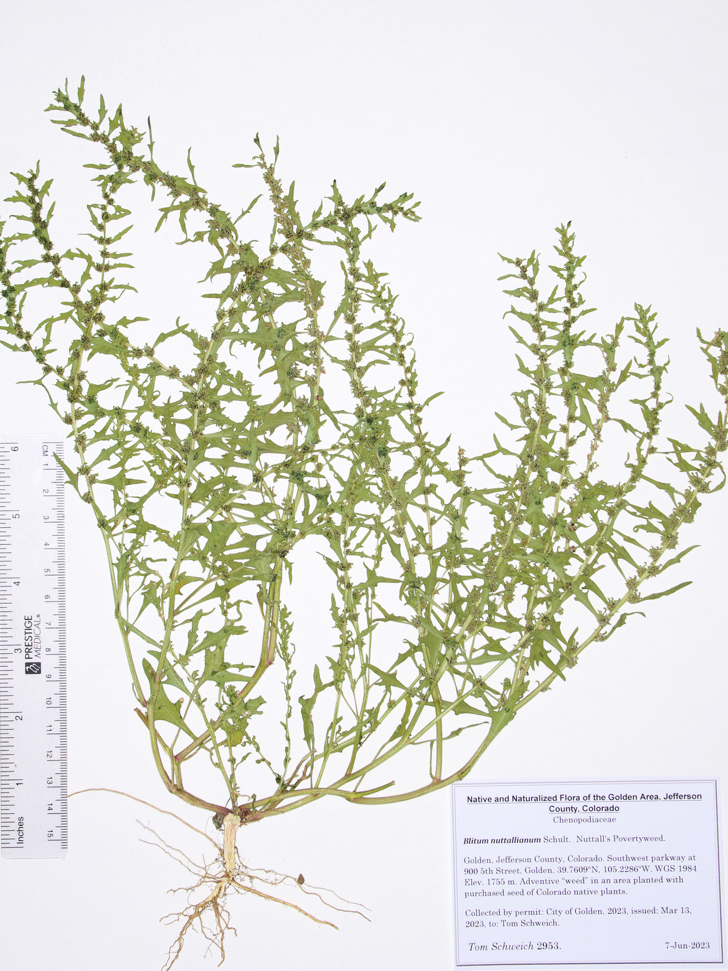 Chenopodiaceae Blitum nuttallianum
