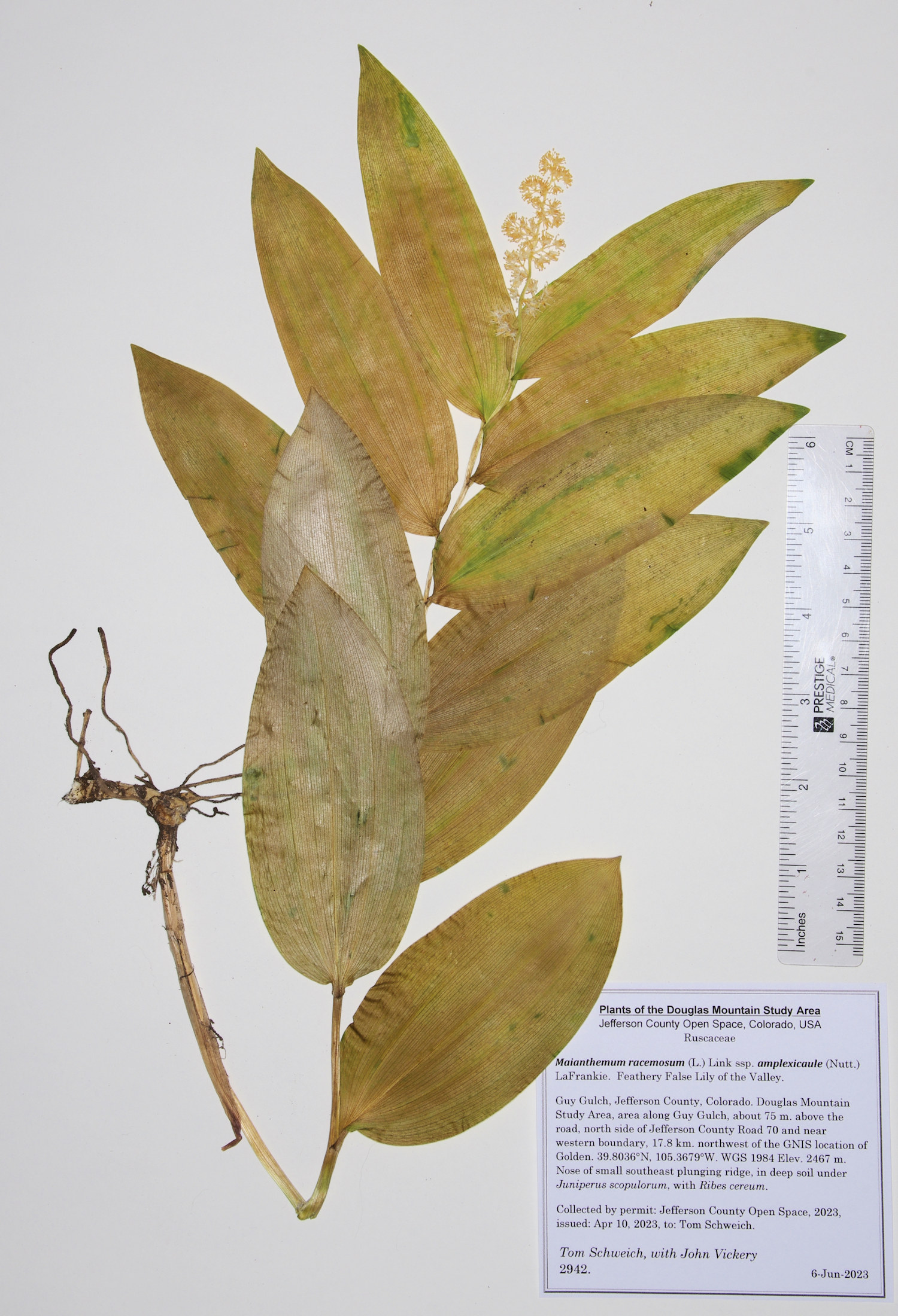 Ruscaceae Maianthemum racemosum amplexicaule