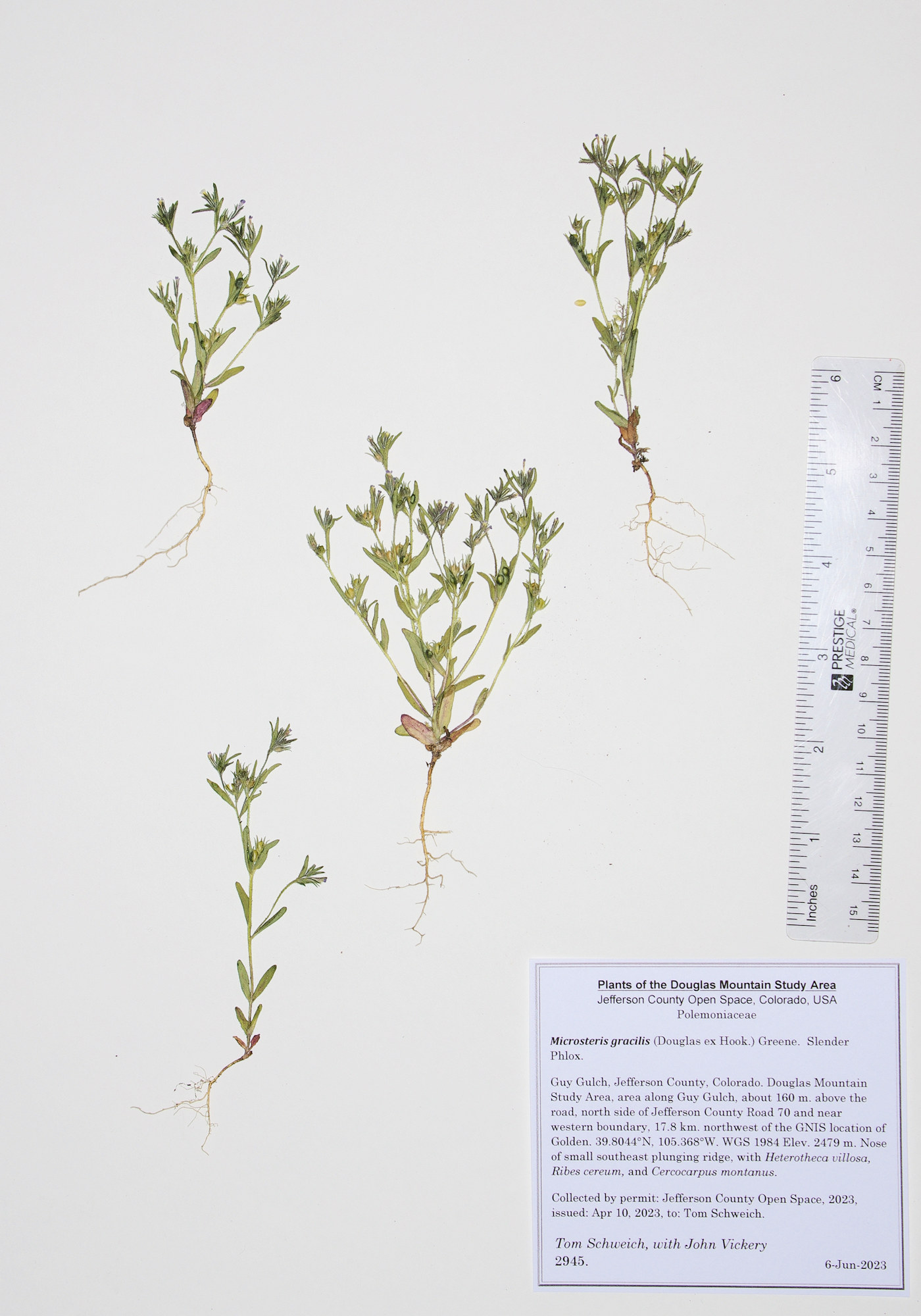 Polemoniaceae Microsteris gracilis