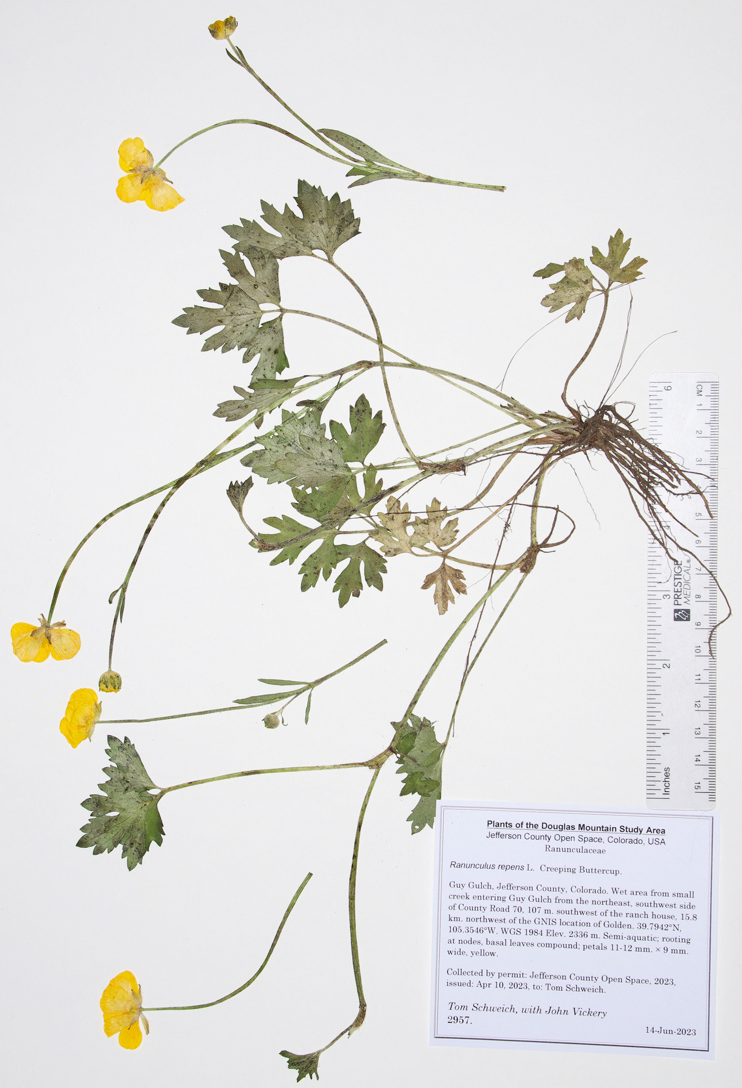 Ranunculaceae Ranunculus repens