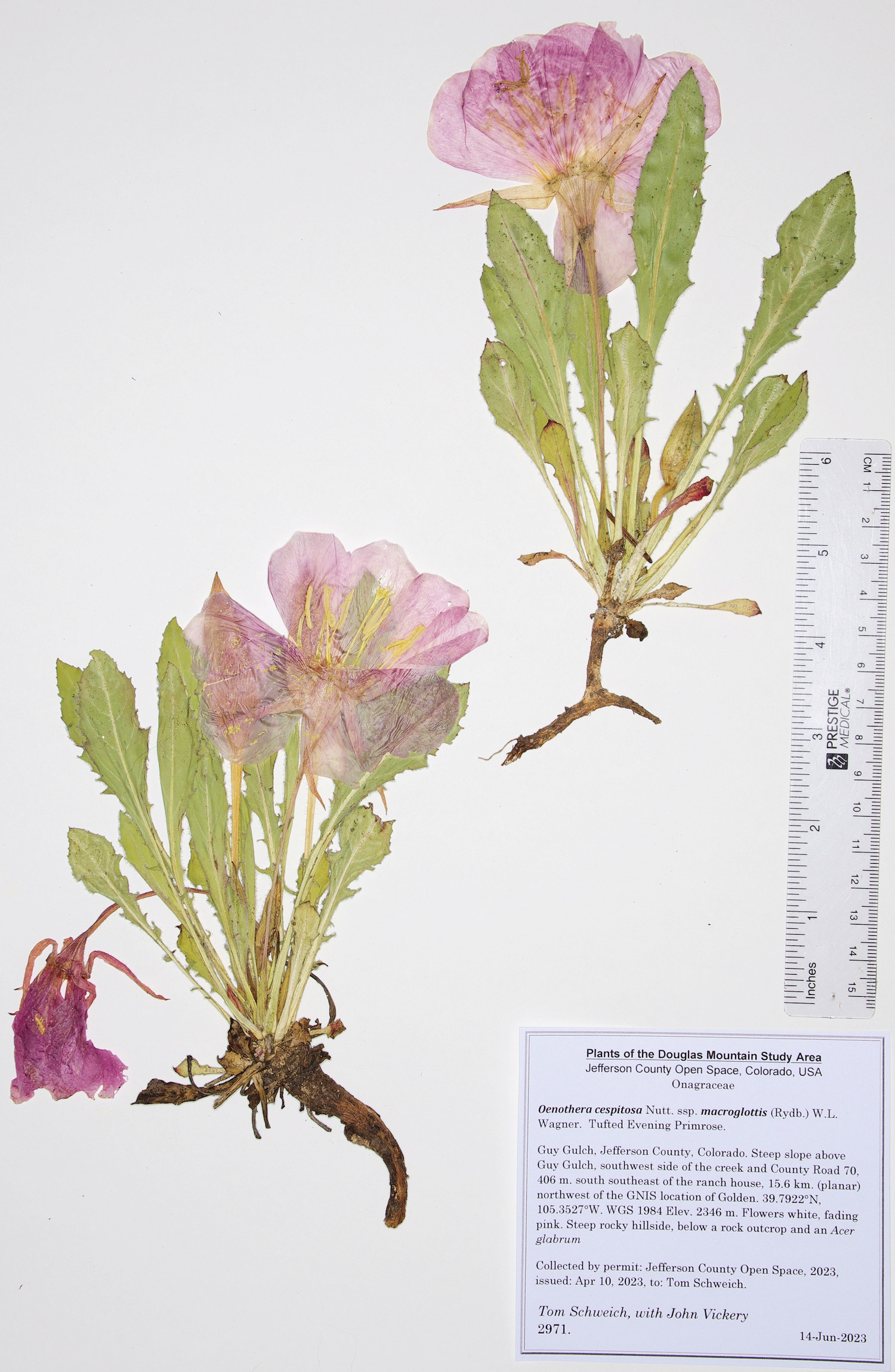 Onagraceae Oenothera cespitosa macroglottis