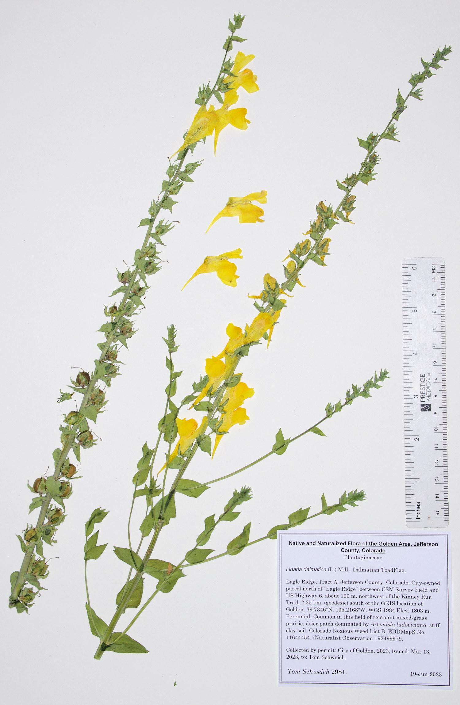 Plantaginaceae Linaria dalmatica