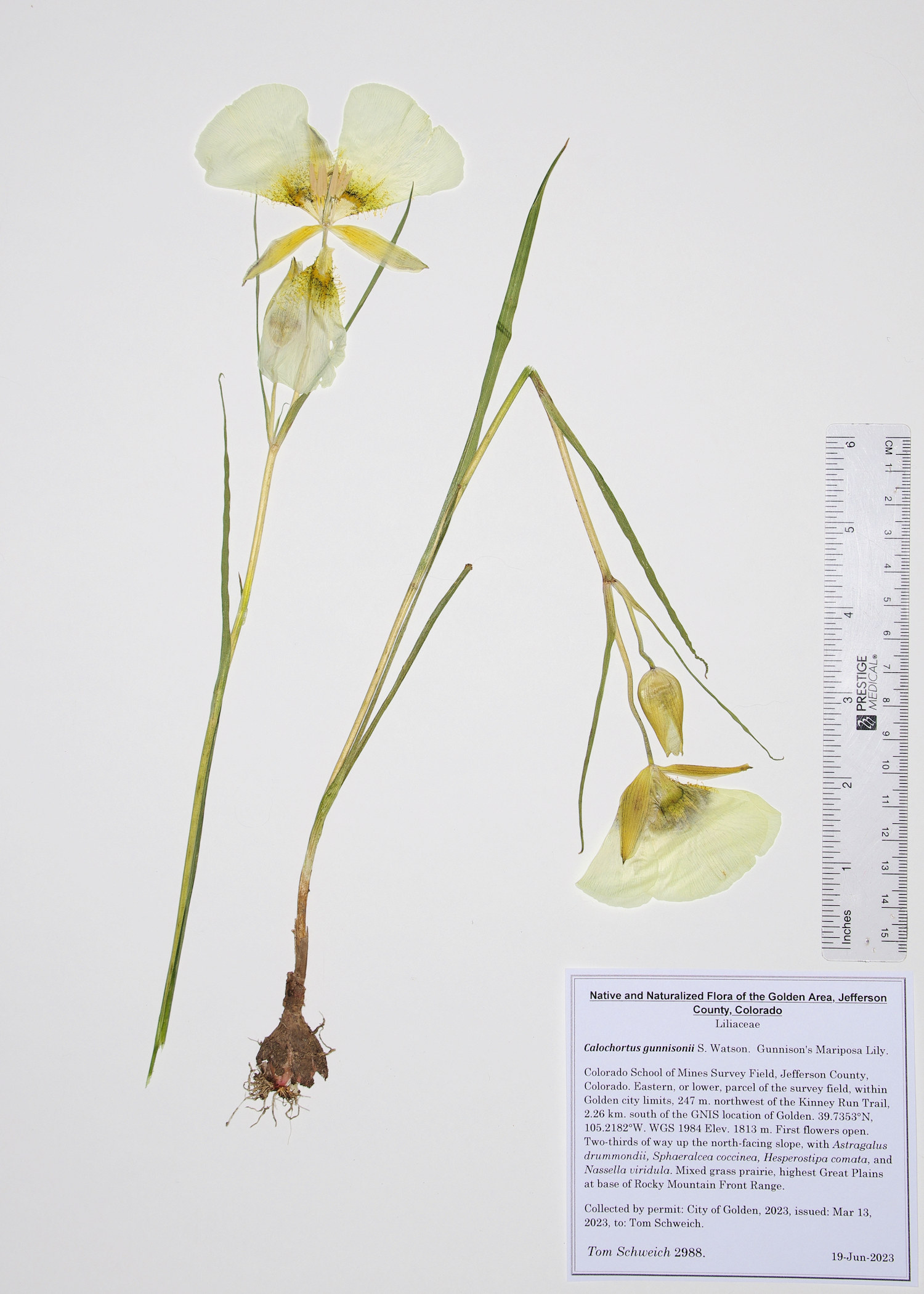 Liliaceae Calochortus gunnisonii